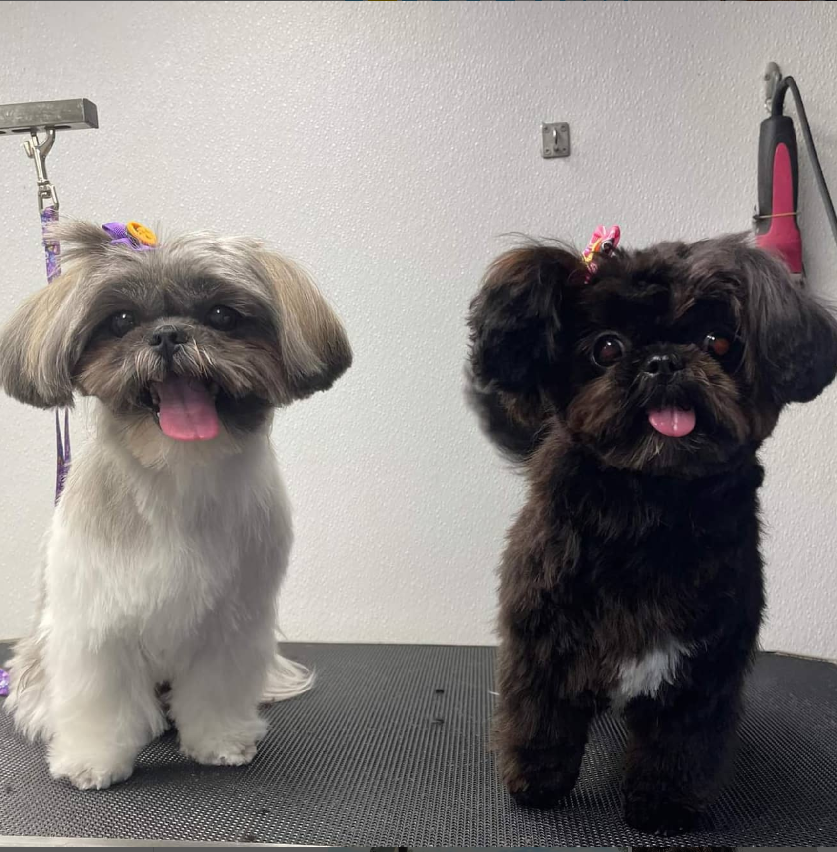 Fluffy Puppy Pet Grooming Fremont