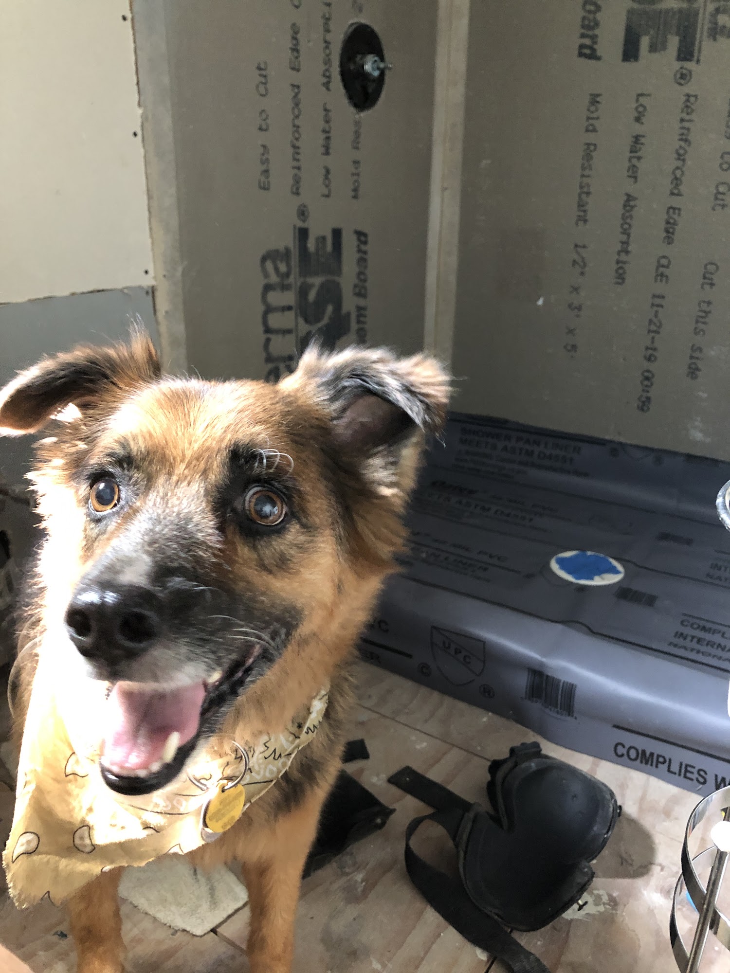 Fluffy Puppy Pet Grooming Fremont