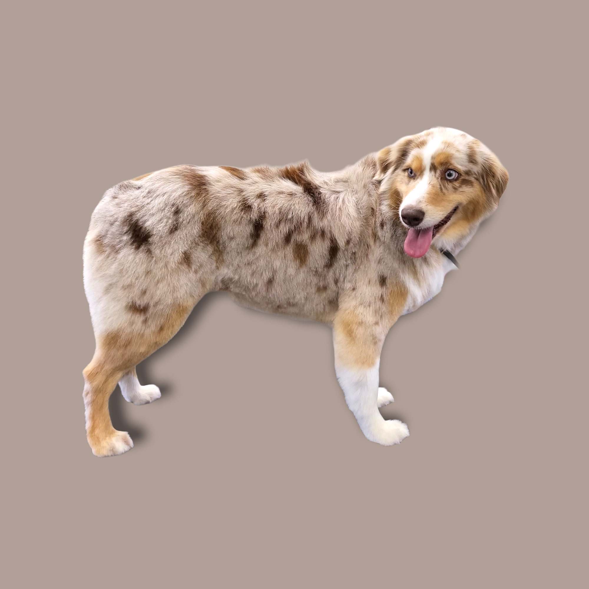 Wild Dog Grooming Fremont