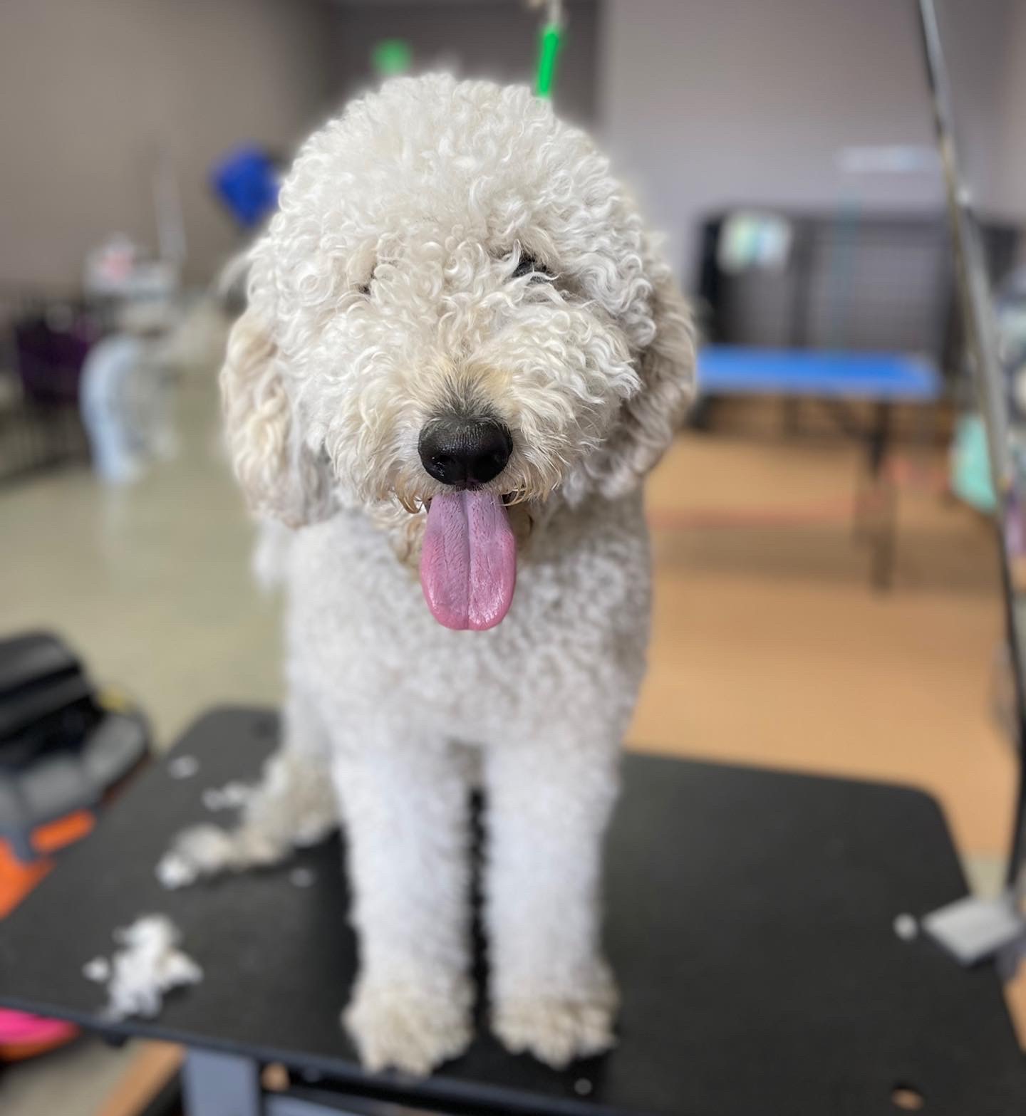 Apex Grooming Fremont