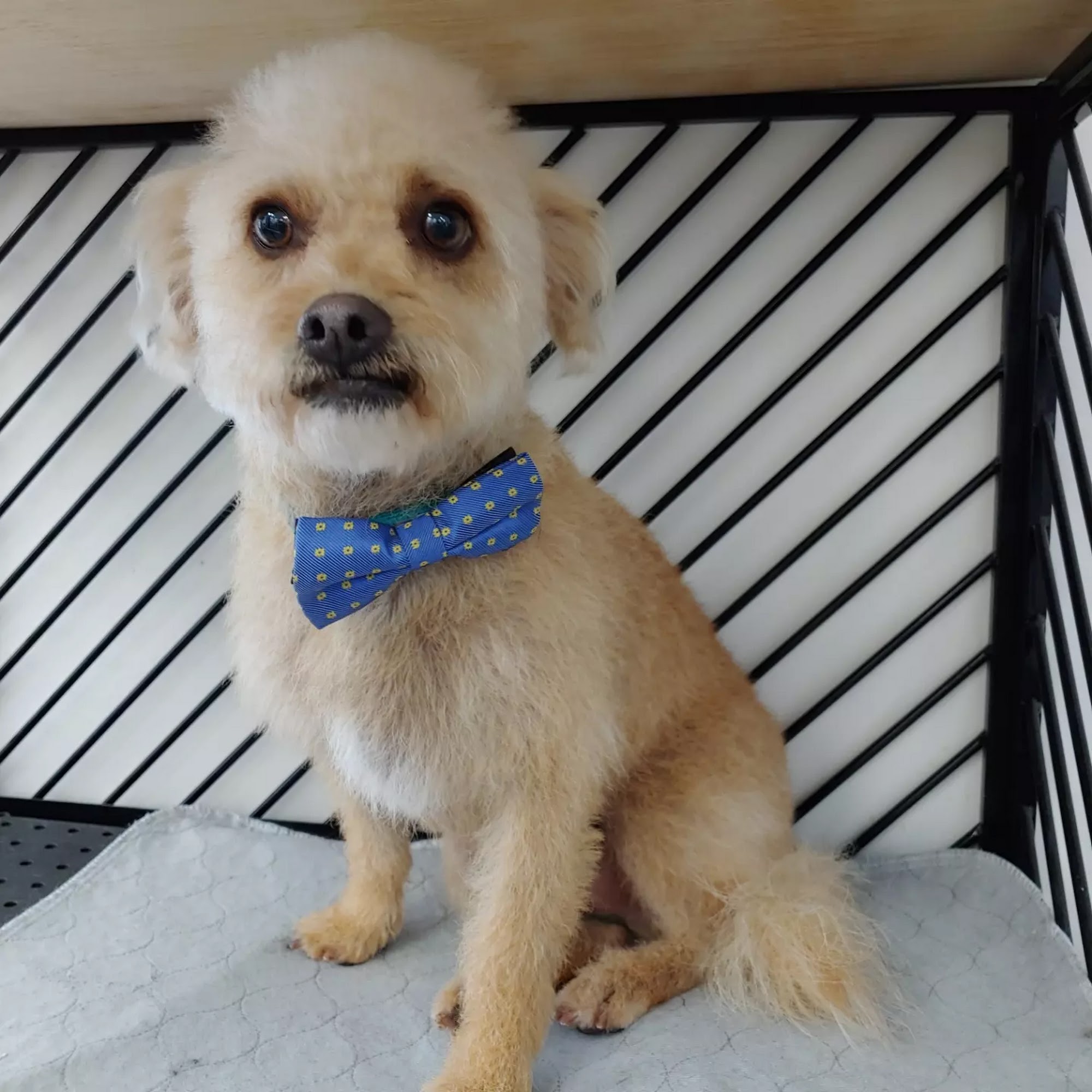 Pawradise Salon and Spa 2090 Warm Springs Ct #164, Fremont California 94539