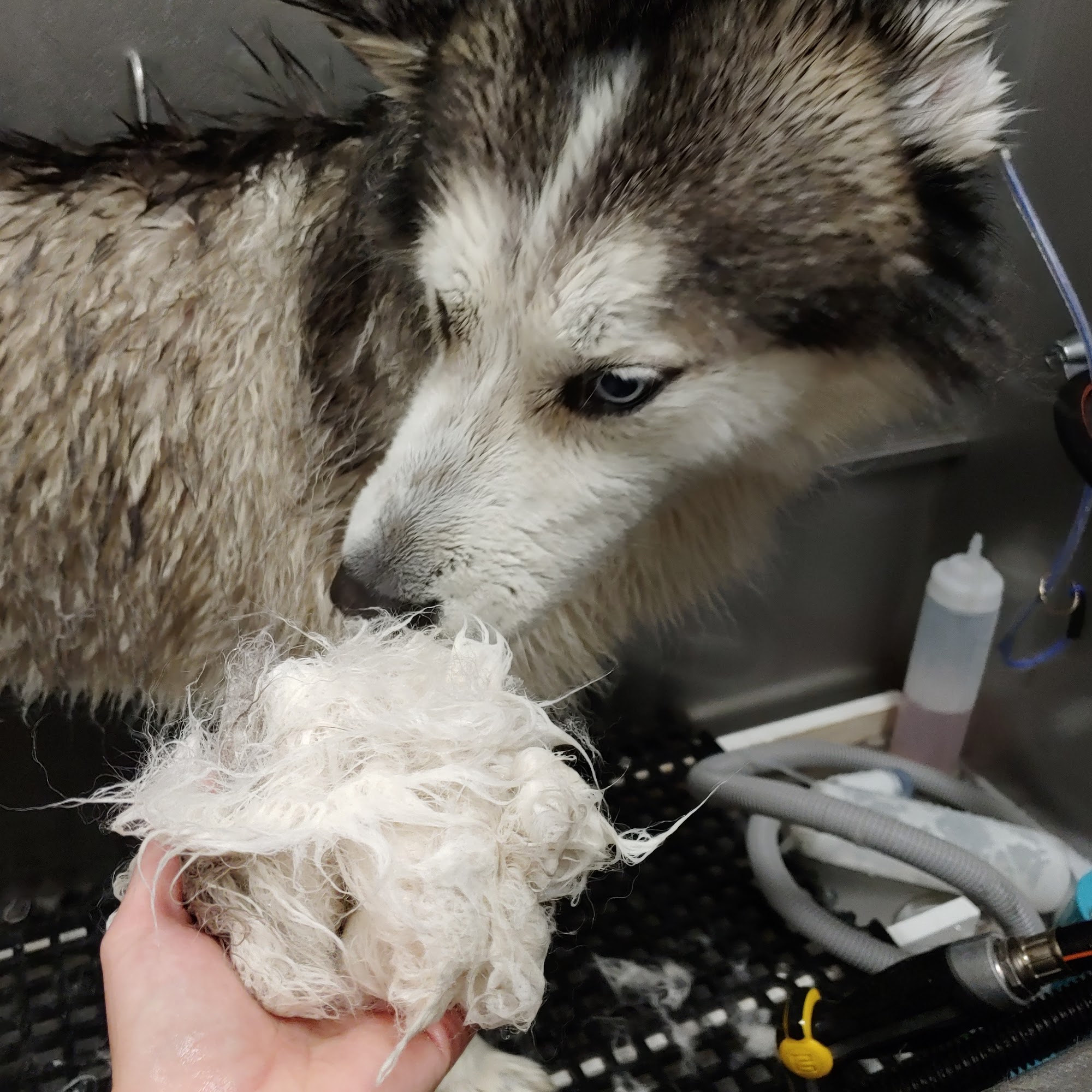 Pawradise Salon and Spa Fremont