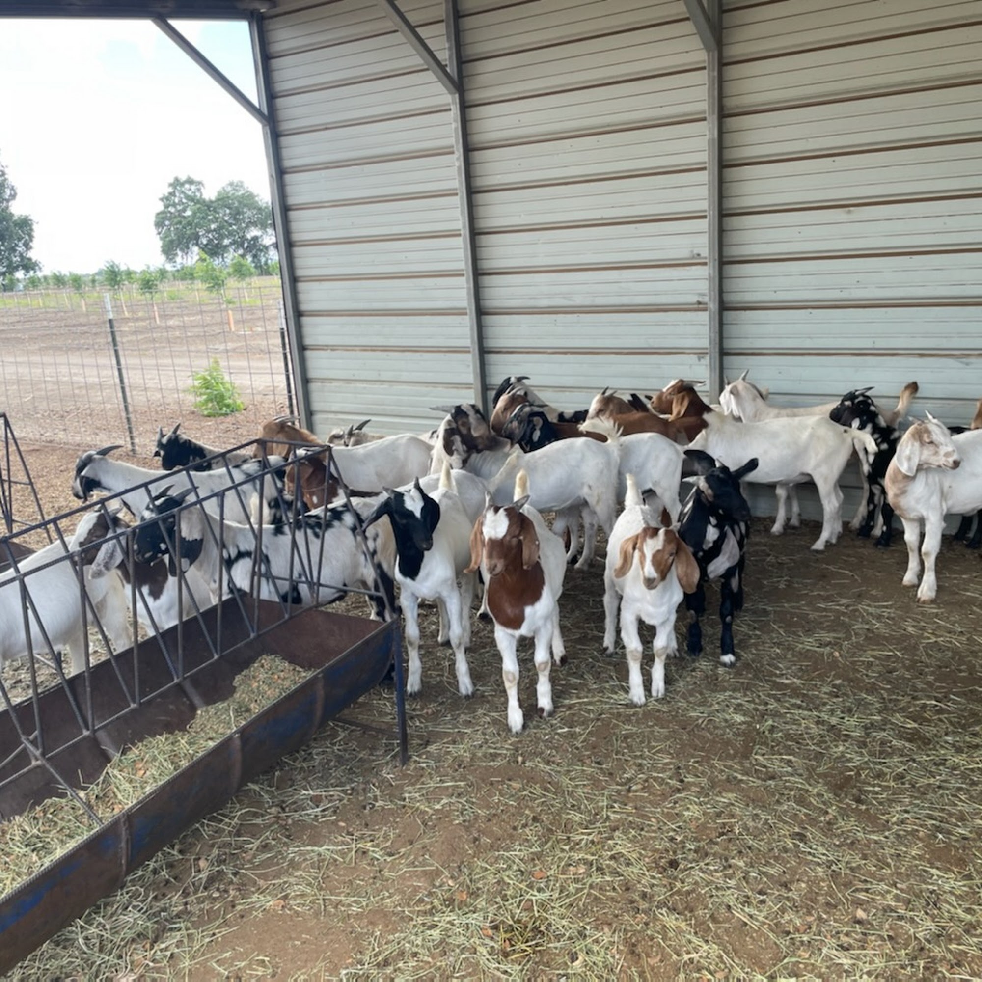 Stockton Livestock Auction French Camp