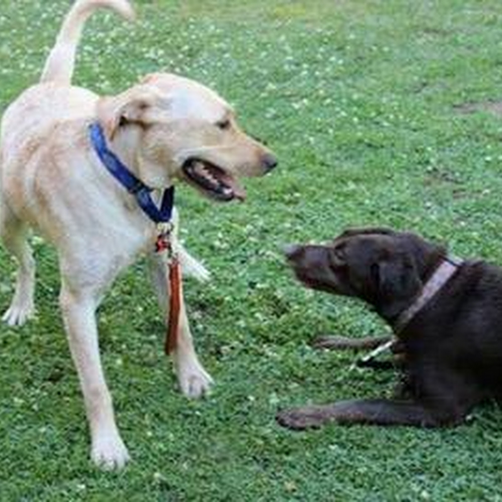 Happy Dog Basic Obedience Fresno