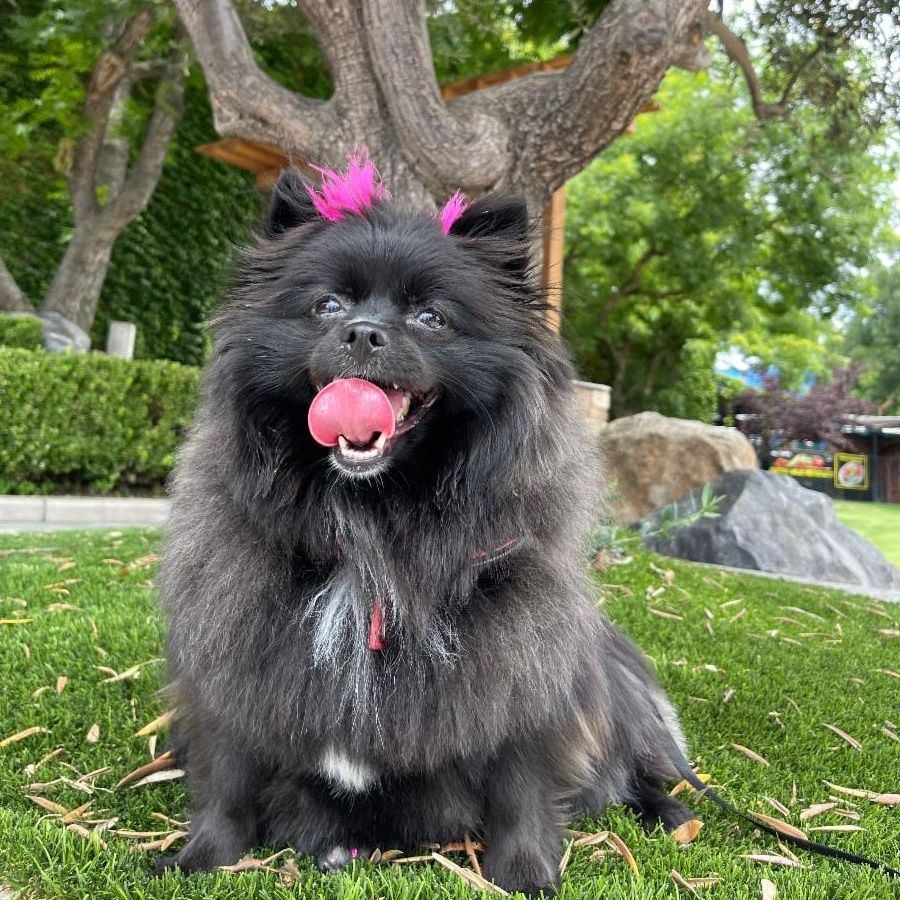 Happy Dog Basic Obedience Fresno