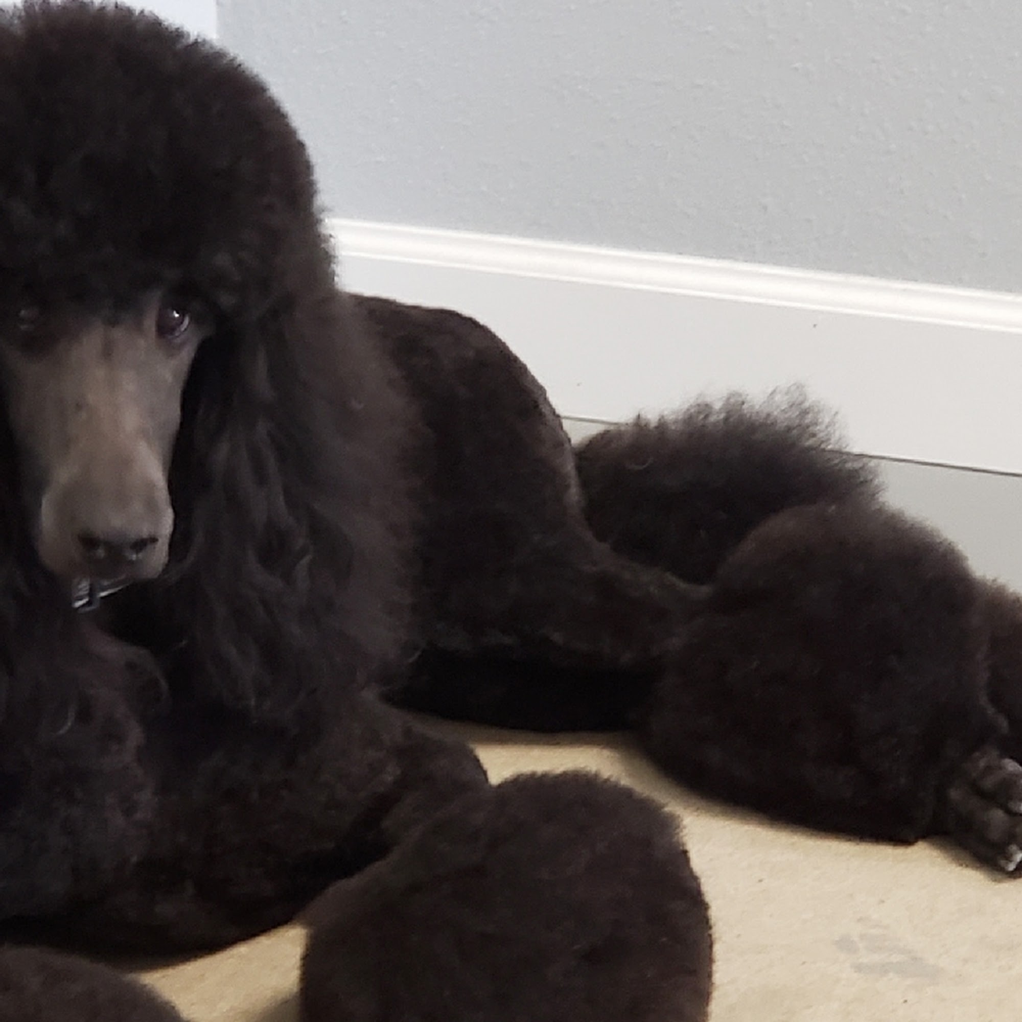 Wooforia Grooming Salon Fresno