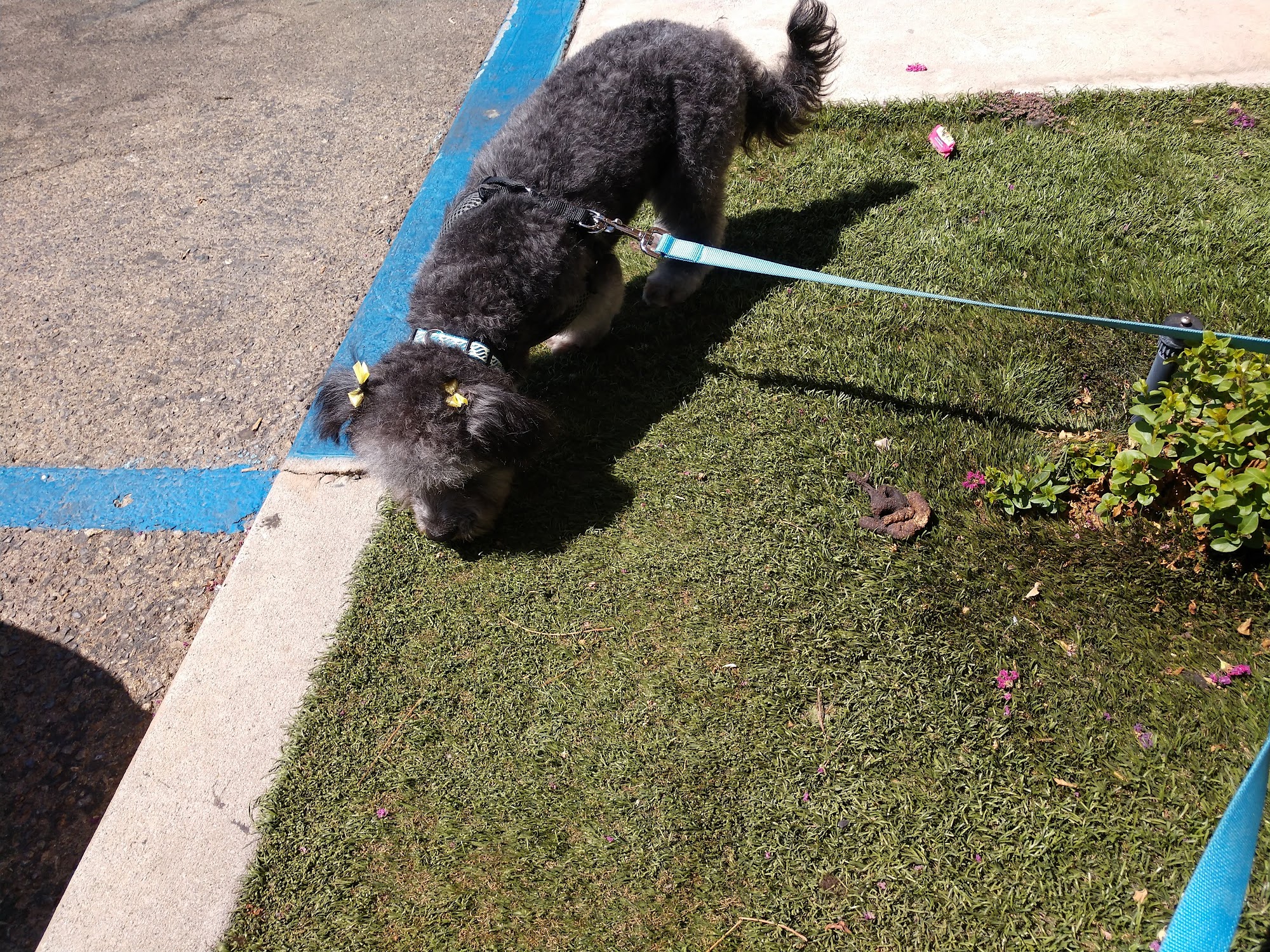 Knotty Doggy Bath House Fresno