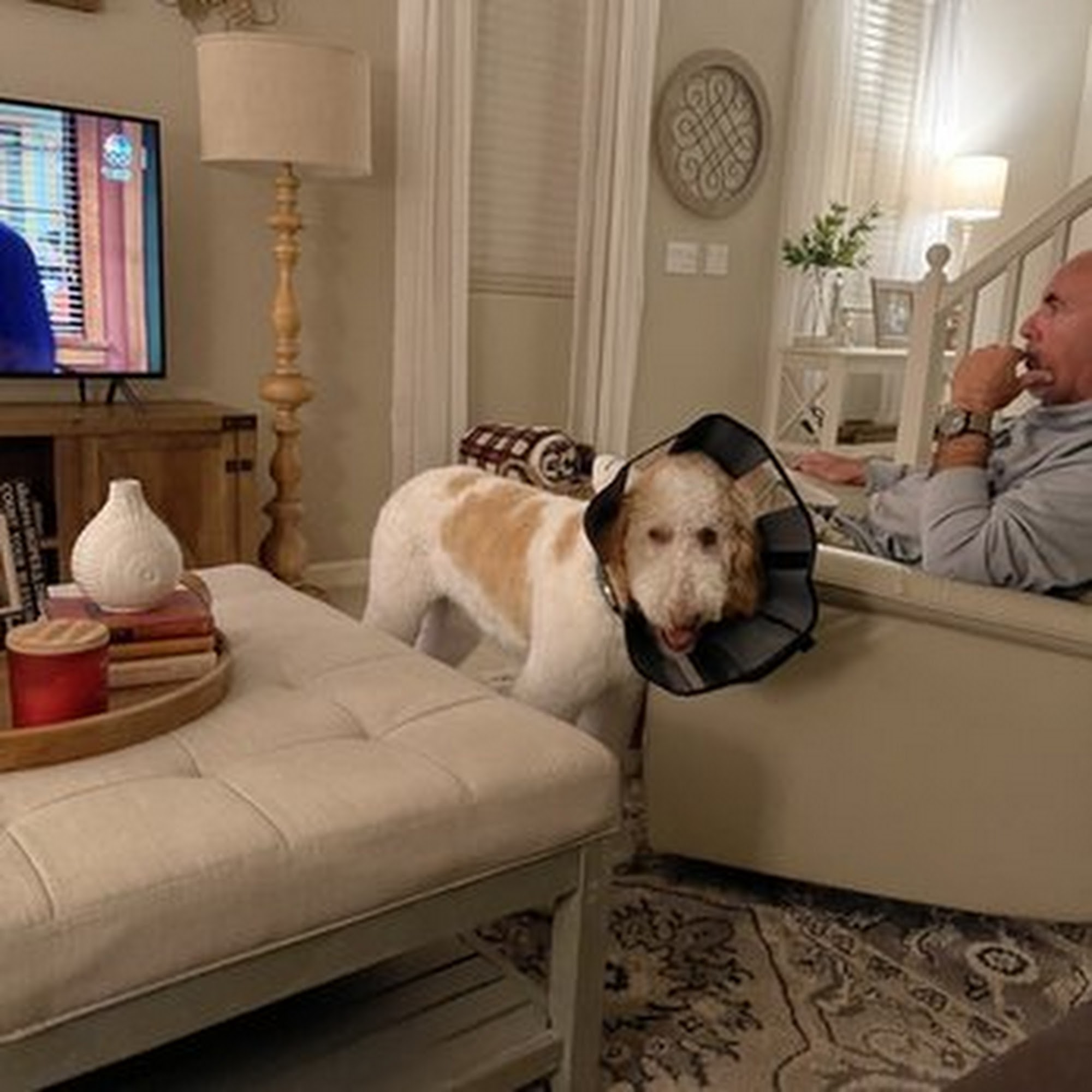 Knotty Doggy Bath House Fresno