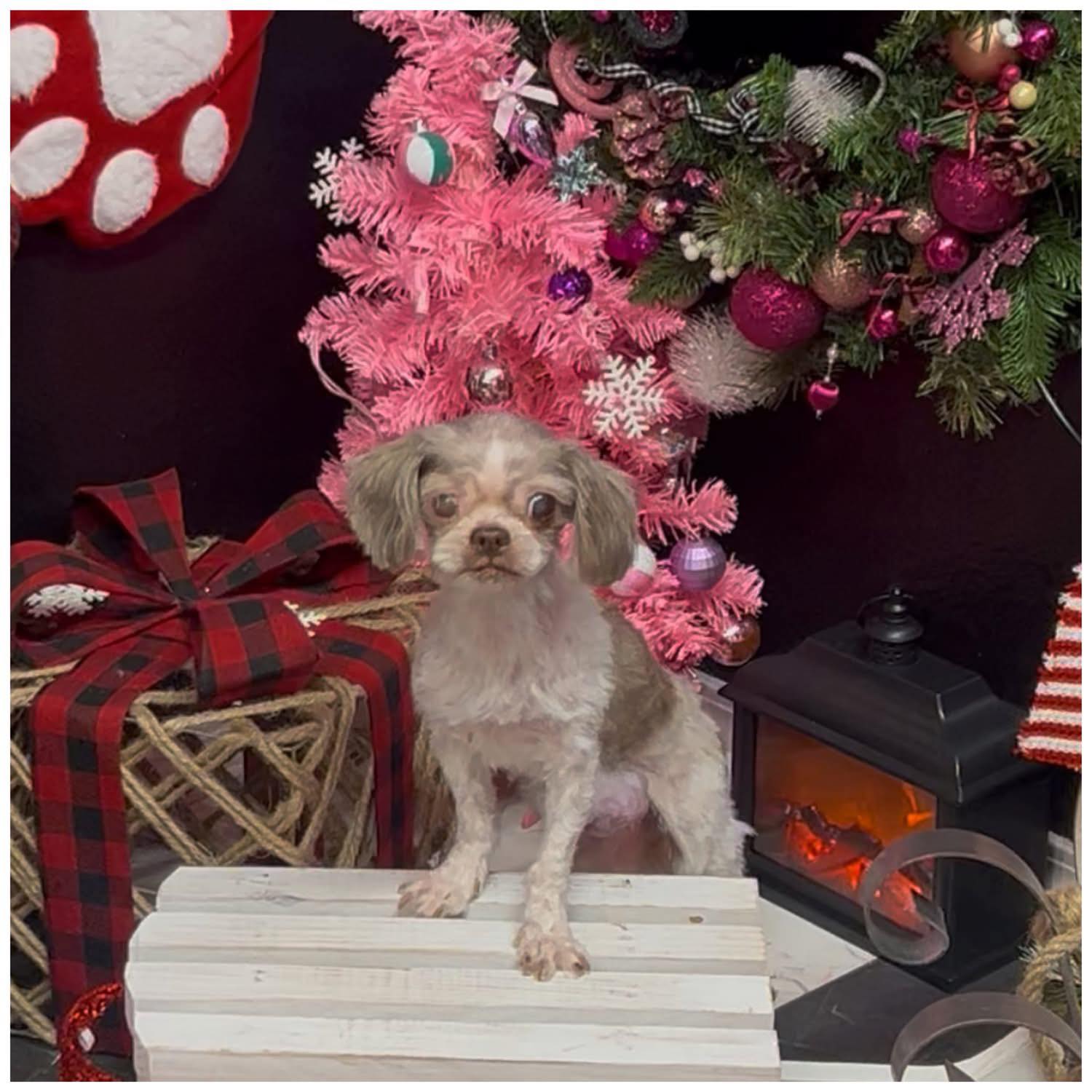 Pin Up Pets Grooming Fresno