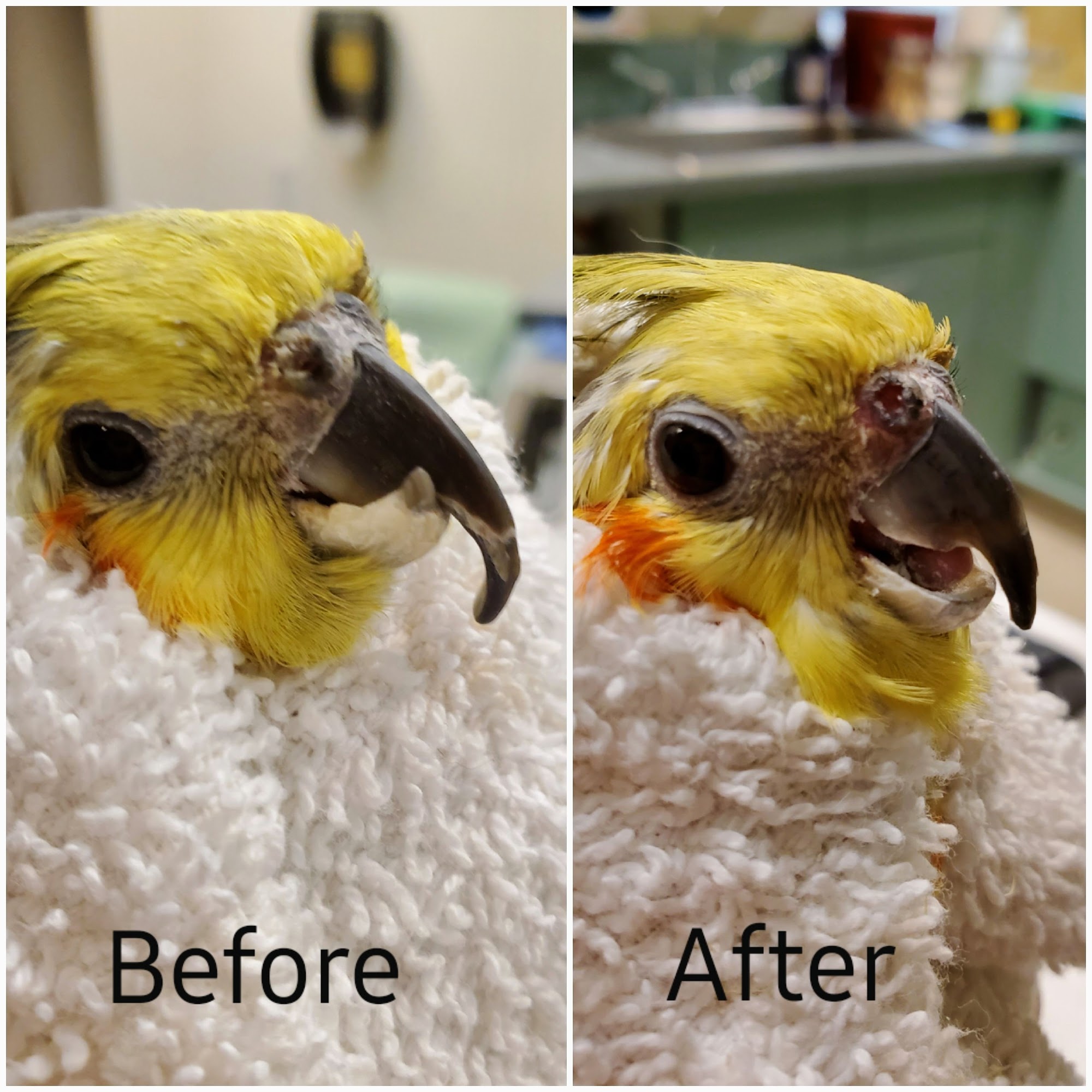Avian Pampering Fresno