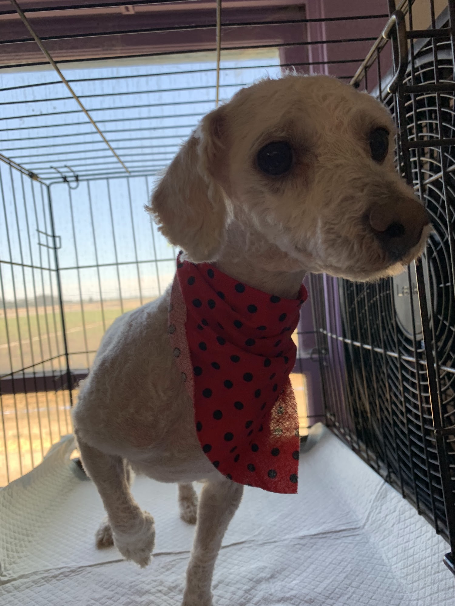 Shack In The Back Grooming Fresno