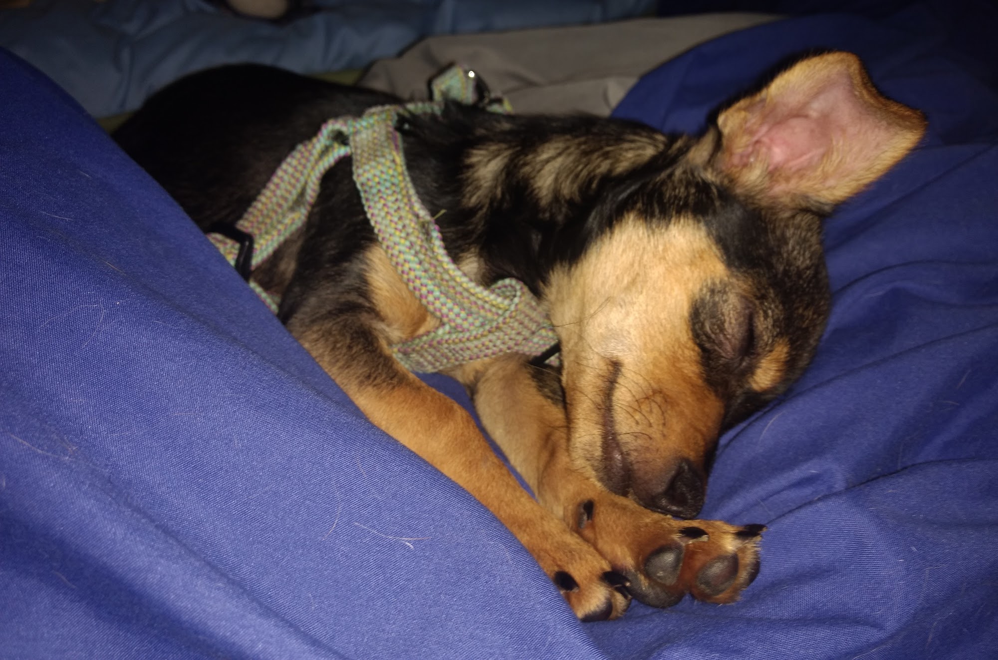 Animal Rescue of Fresno Fresno