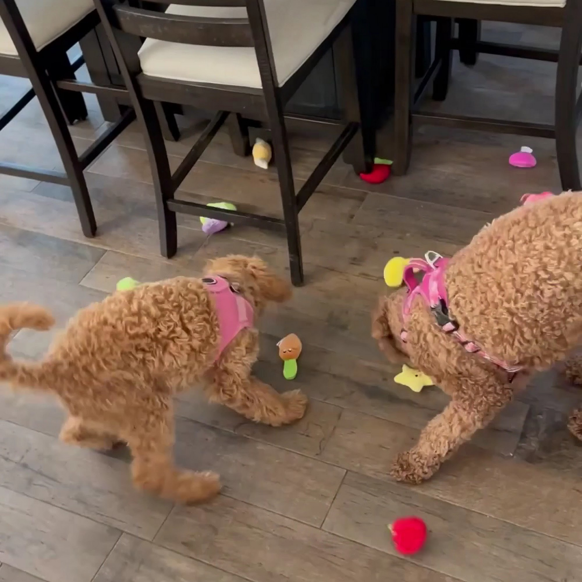 Paws R Us Pet Grooming Fresno