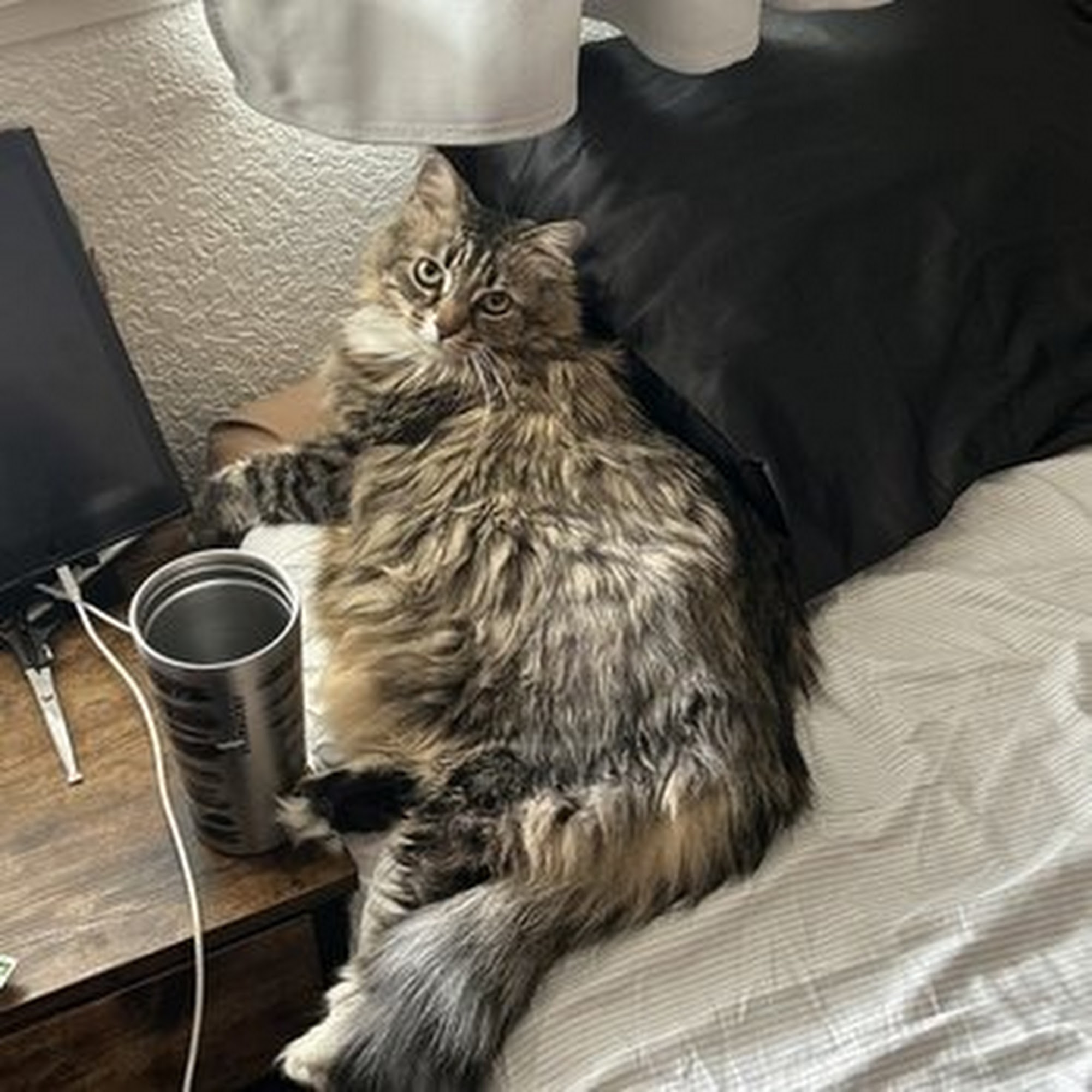 Optimus Pet Grooming Fresno