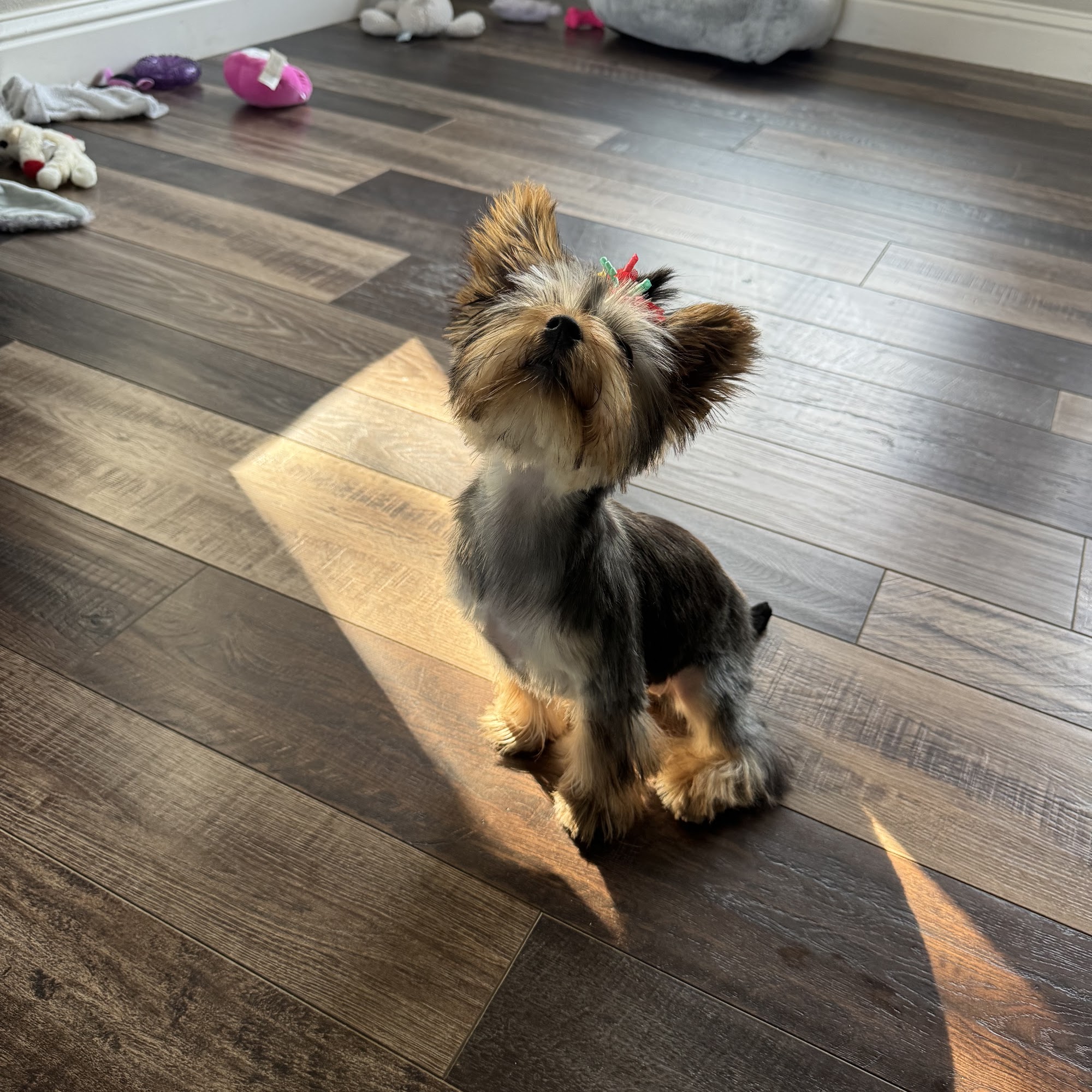 Barks & Bubbles Boutique & Spa Friant