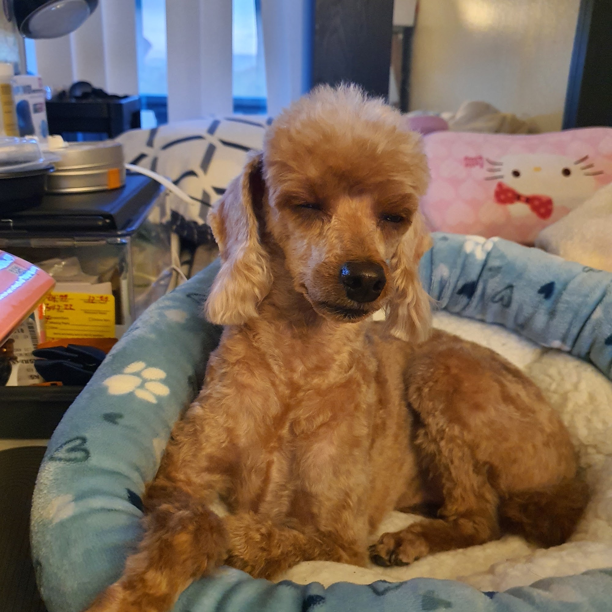 Fullerton Hills Pet Clinic Fullerton