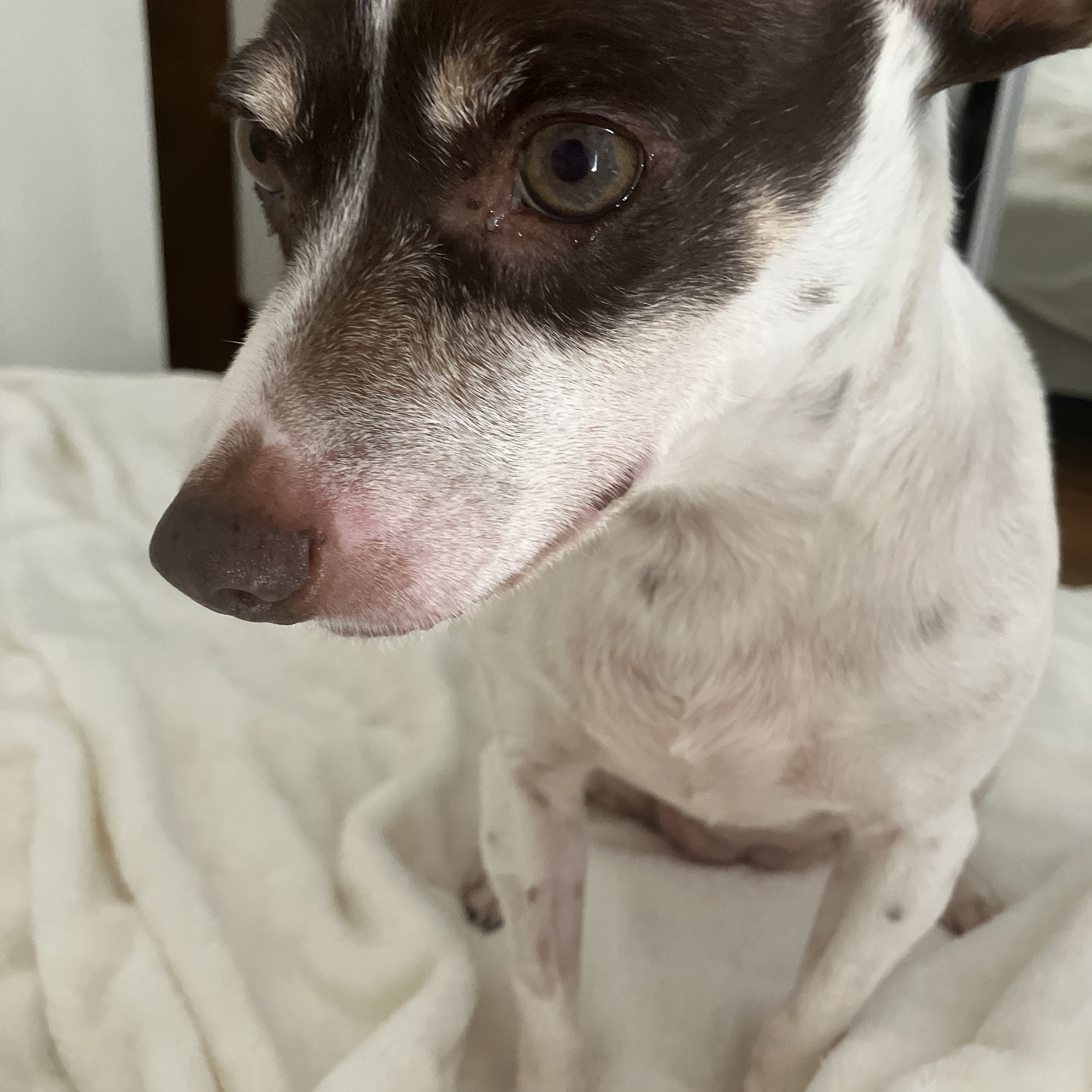 Jet's Pet Hospital Fullerton