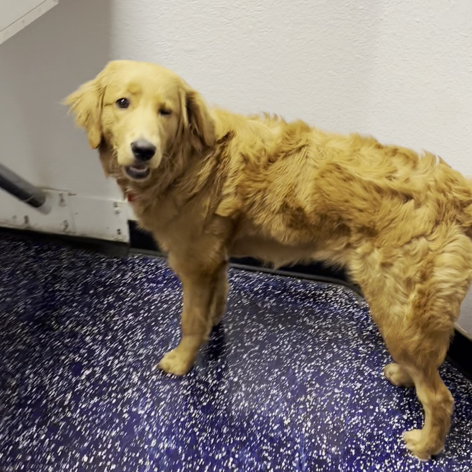 Noah's Ark Animal Hospital Fullerton