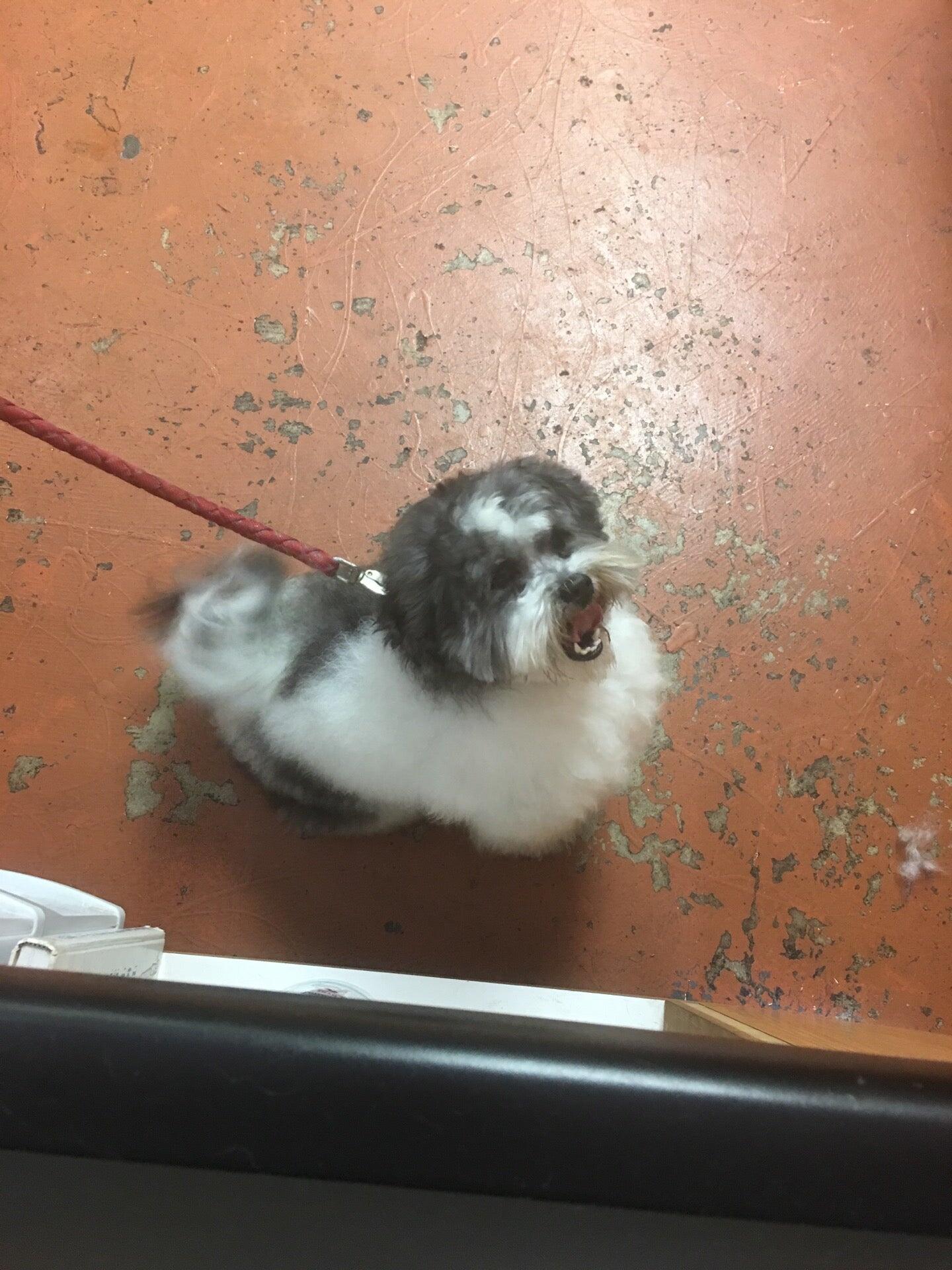 Happy Puppy Fullerton