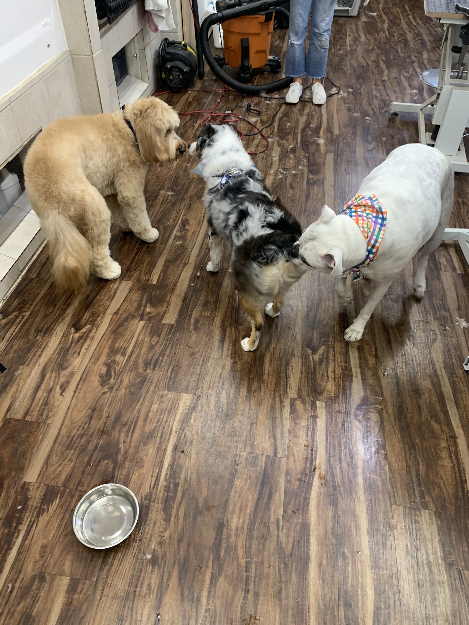 Oasis Pet Spa & Grooming Fullerton