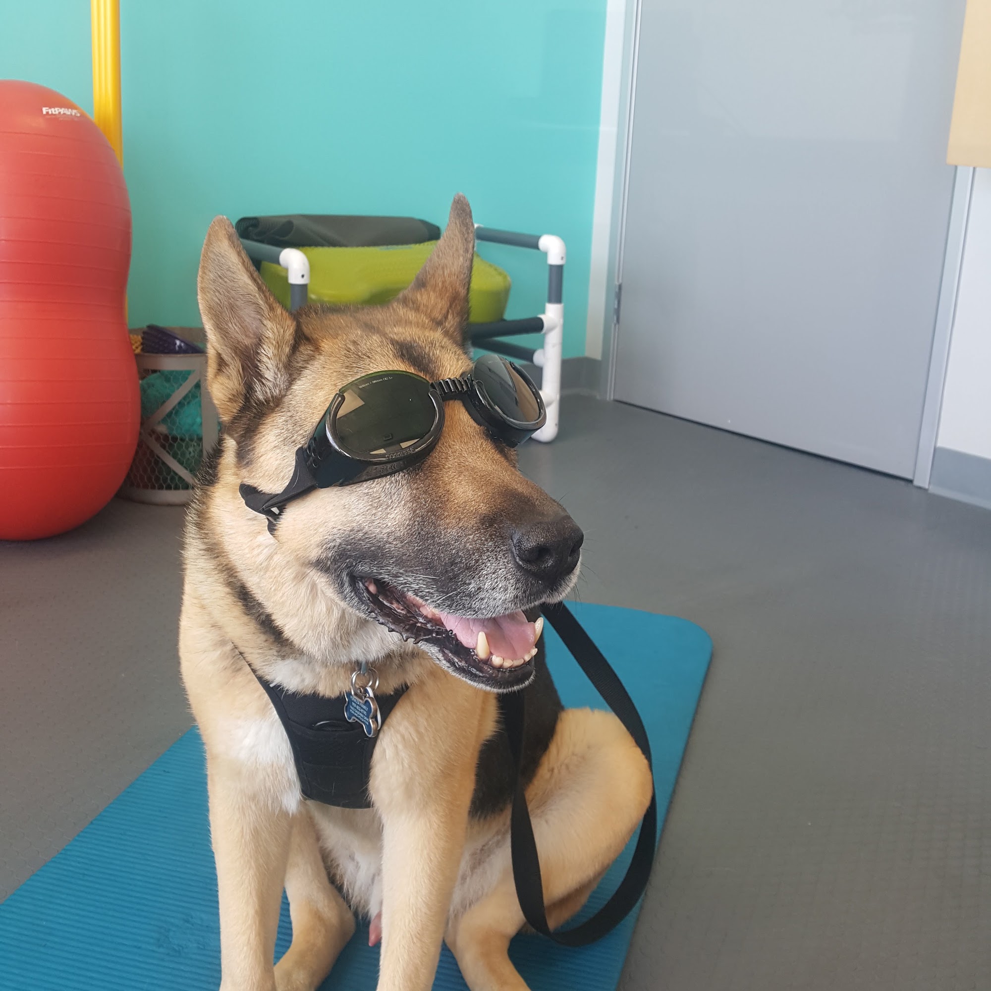 Healthy Paws Veterinary Care Fullerton