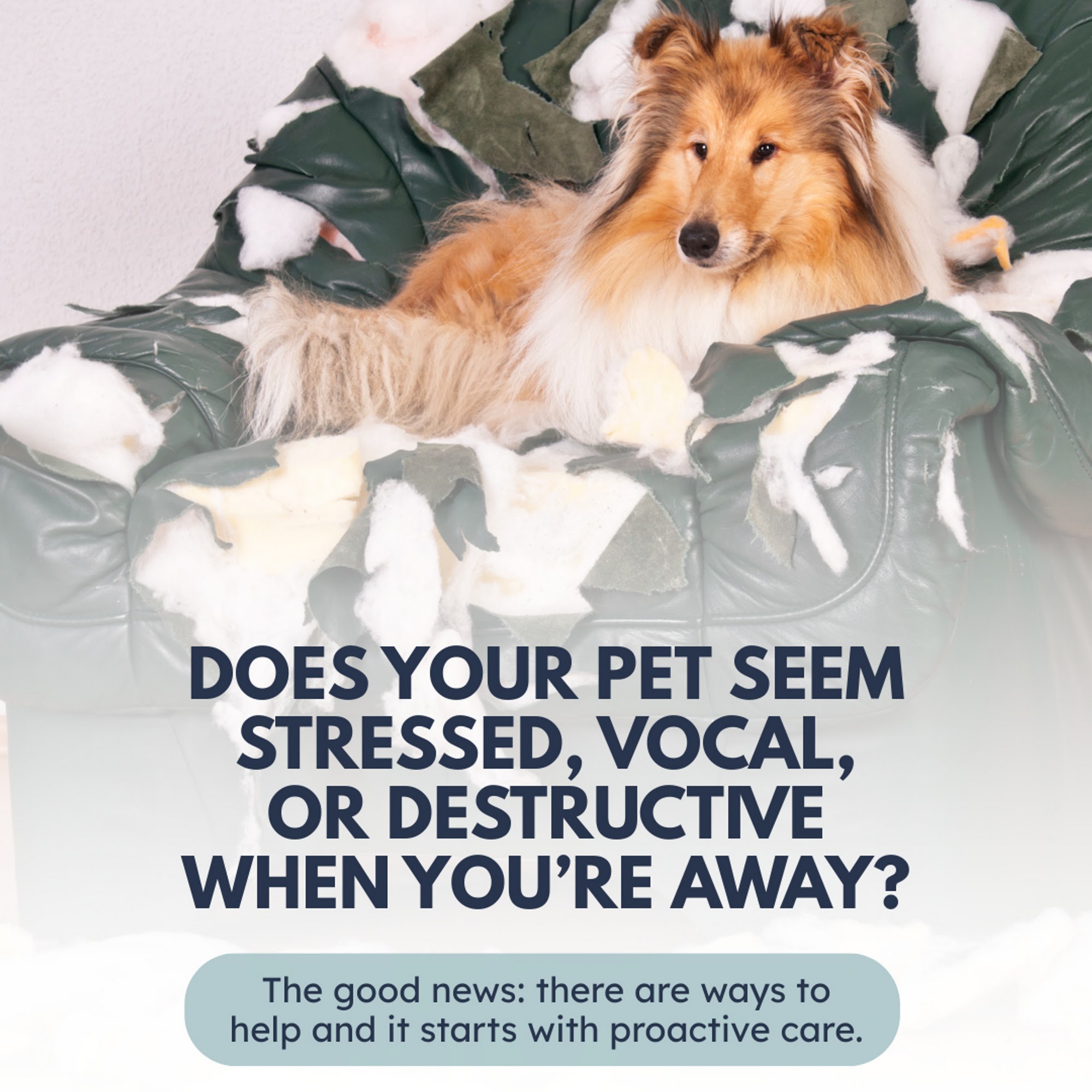 VIP Animal Hospital Fullerton