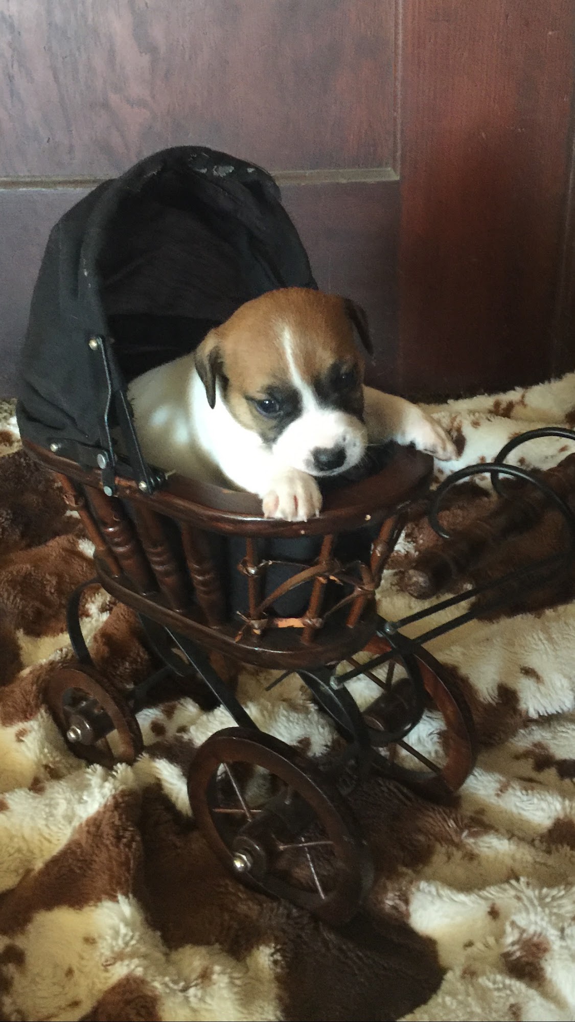 Jack Russell's of New Hope Farms Galt