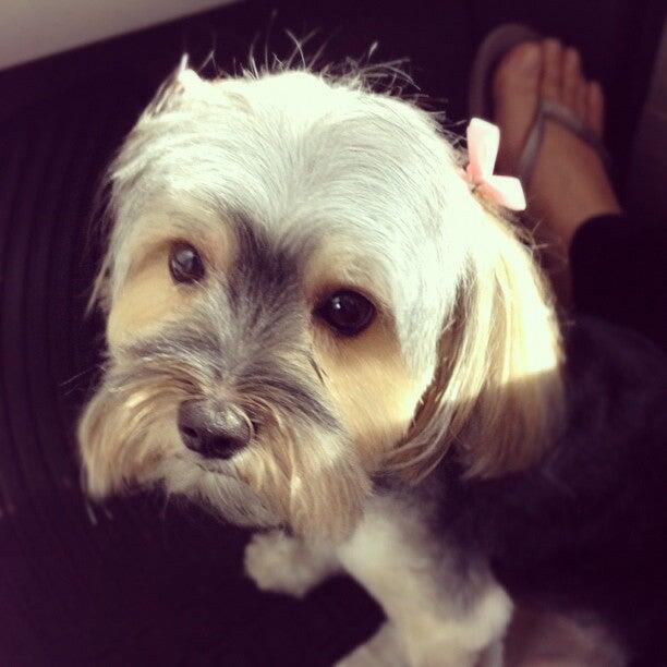 Collar and Leash Pet Shop Garden Grove