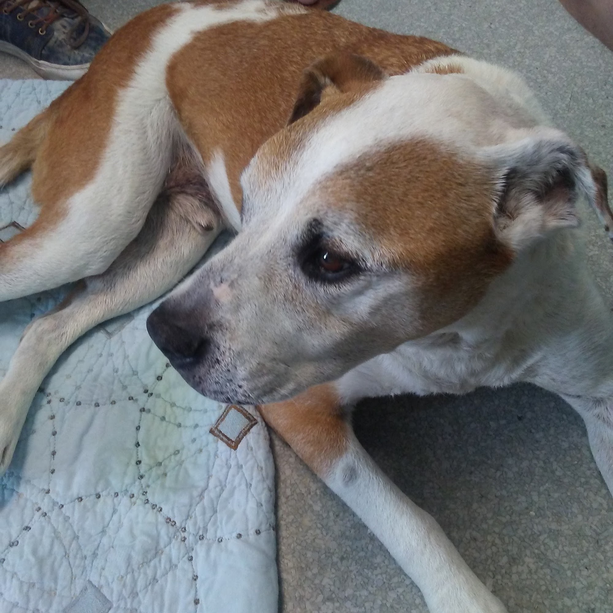 Boulevard Animal Hospital Garden Grove