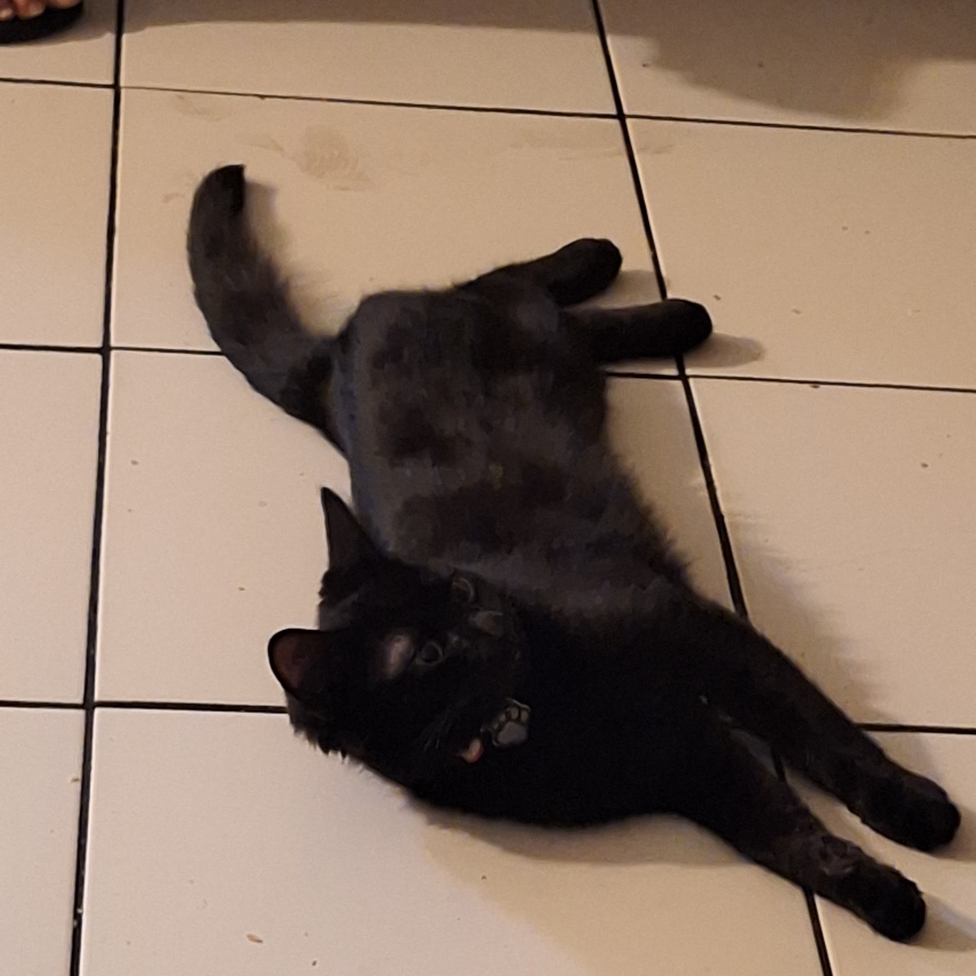 Brookhaven Pet Hospital Garden Grove