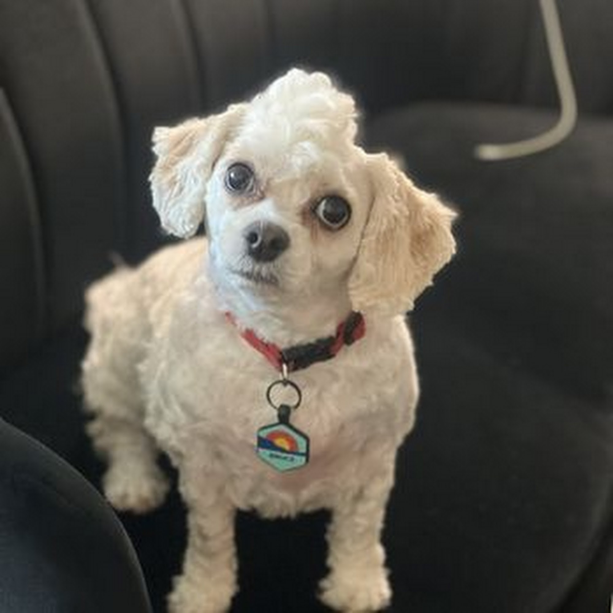 Old Town Pet Grooming Garden Grove