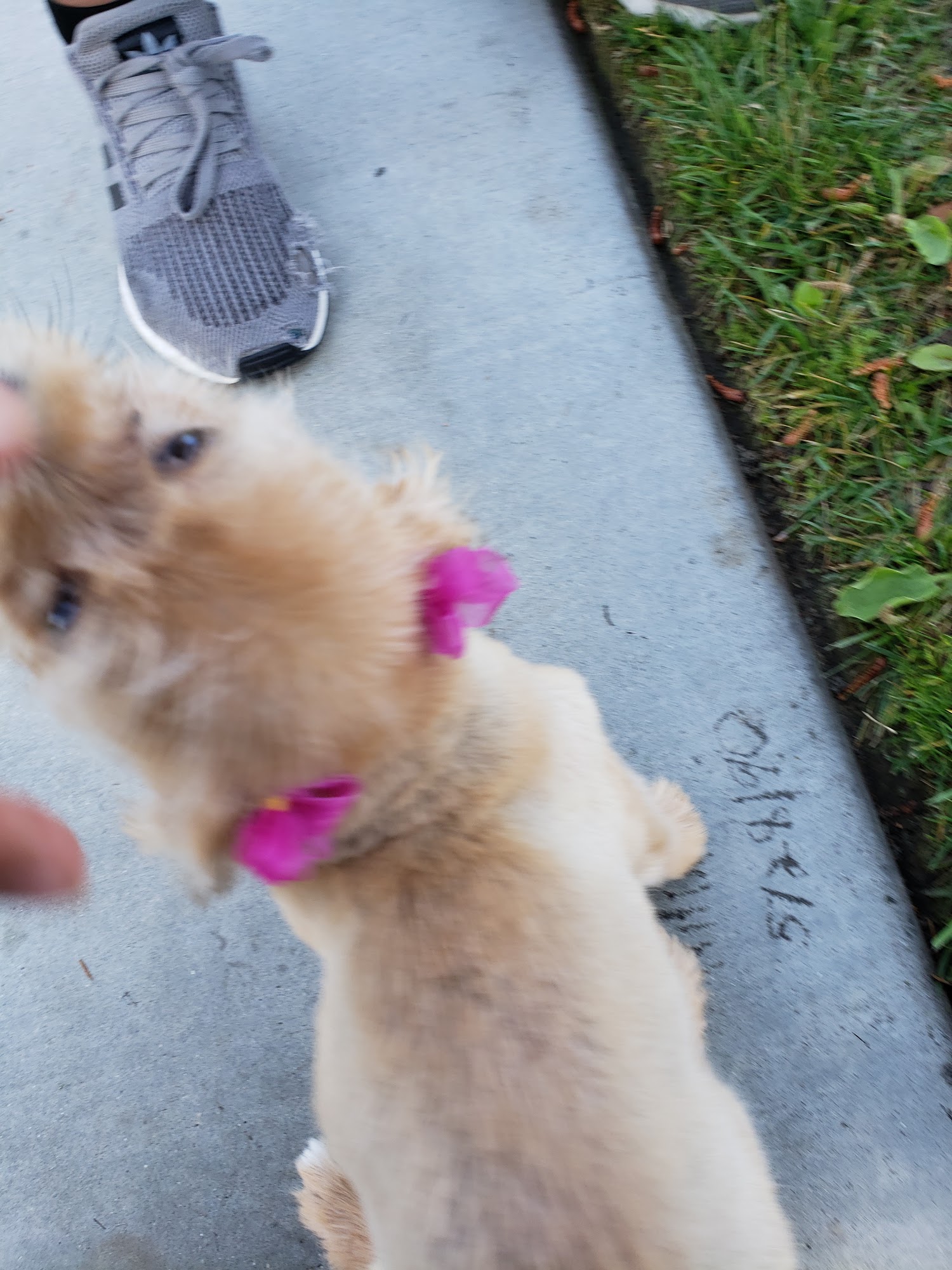 Tony's Grooming Garden Grove