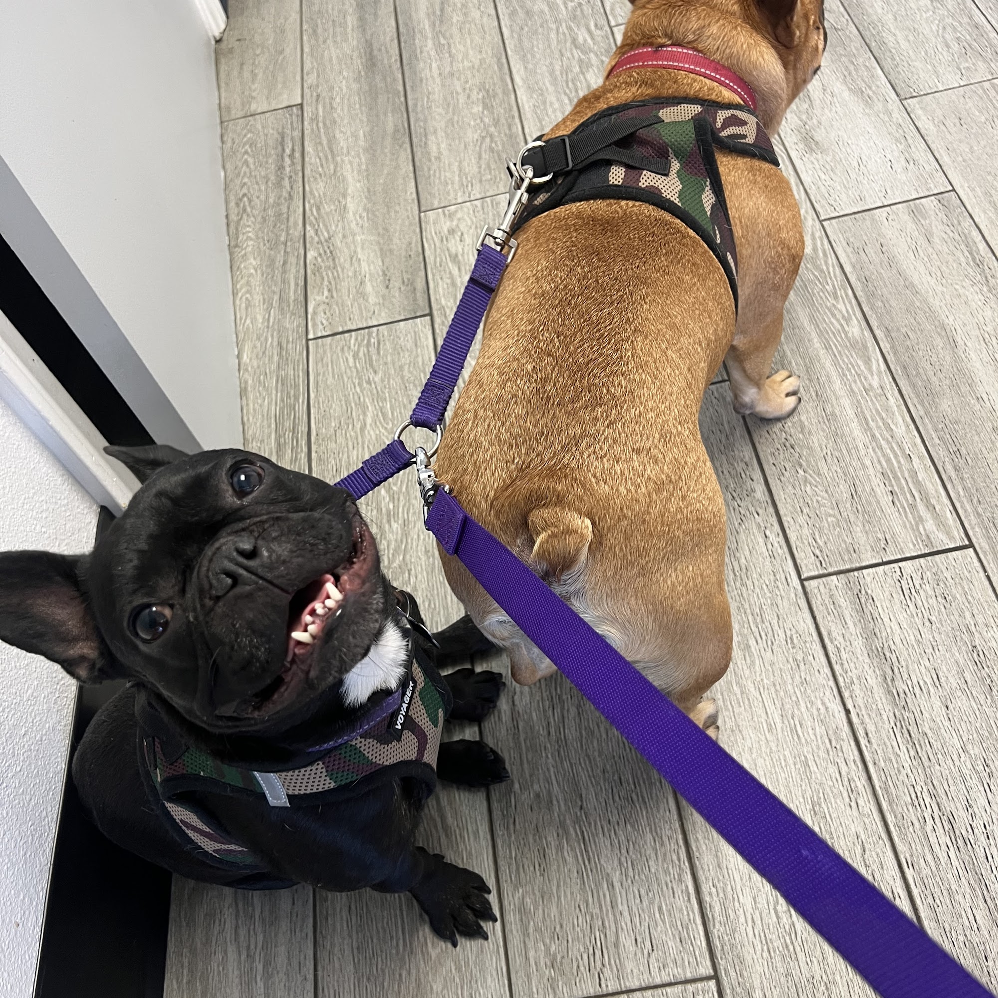 Alondra Animal Hospital Gardena