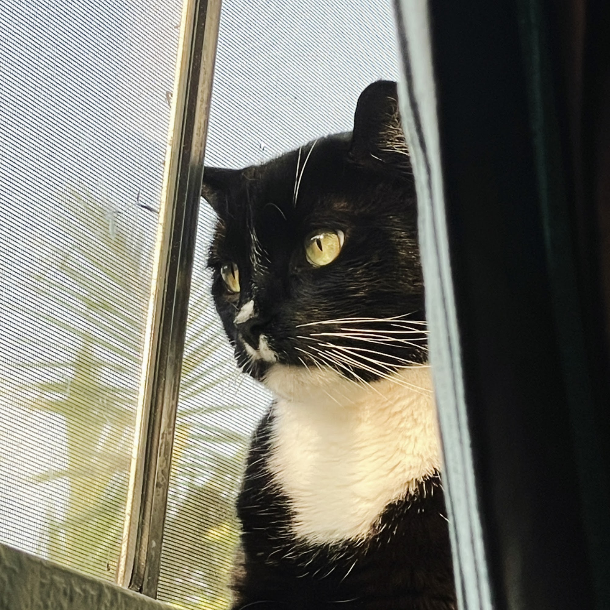 South Bay Veterinary Care ( Veterinary Hospital ) Gardena