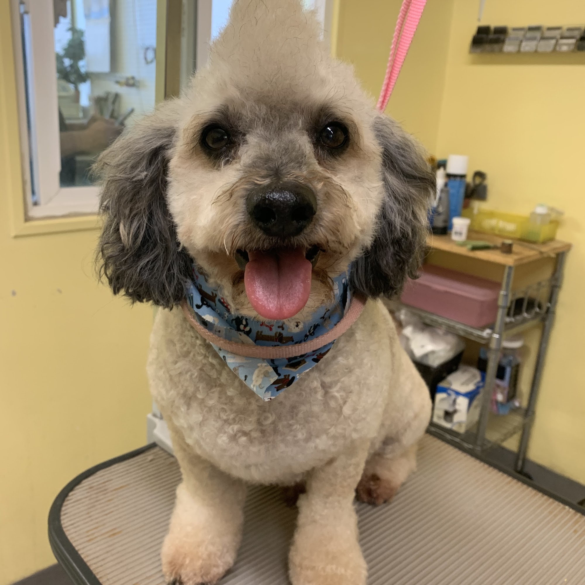 Beach Dog Grooming Gardena