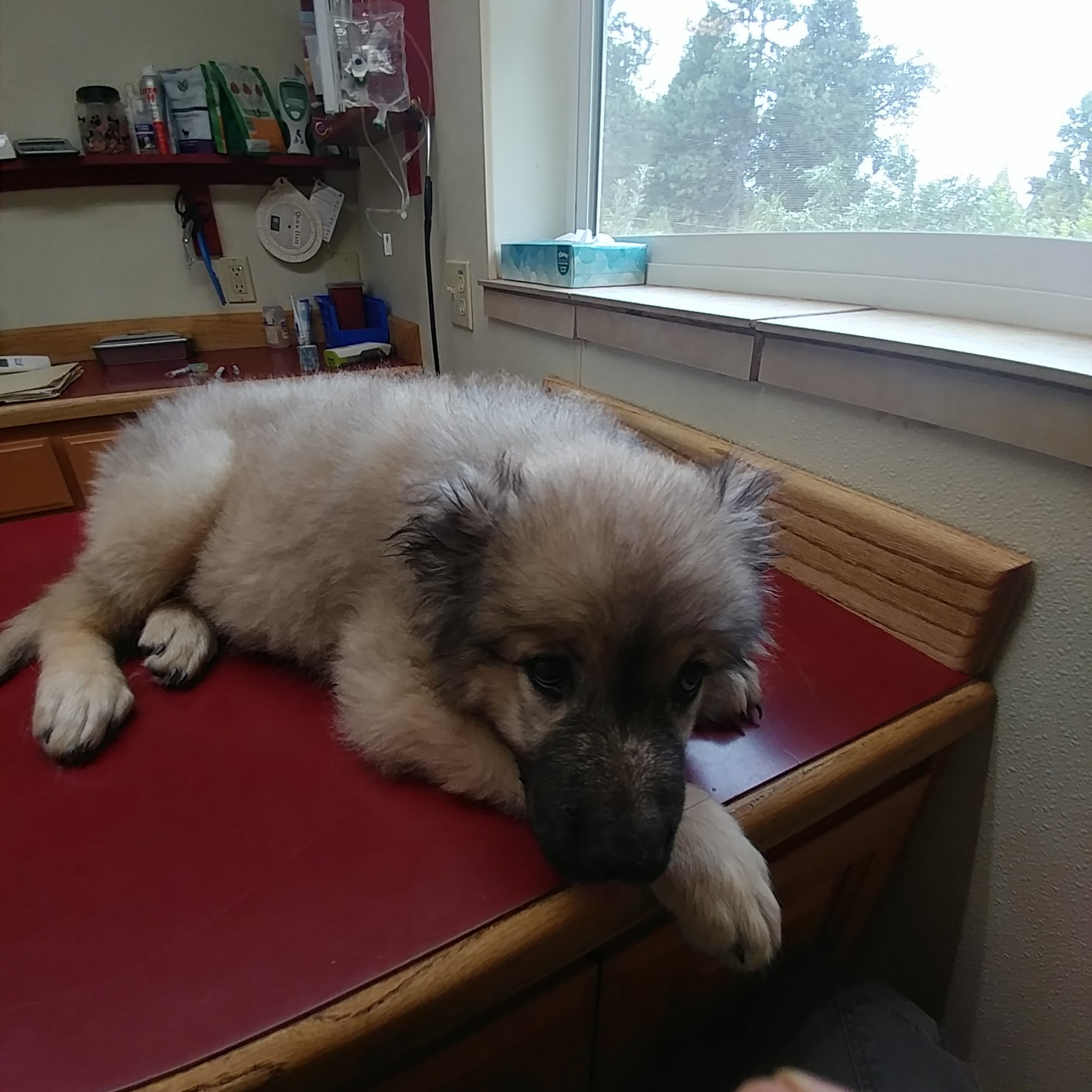 Black Oak Animal Hospital Georgetown