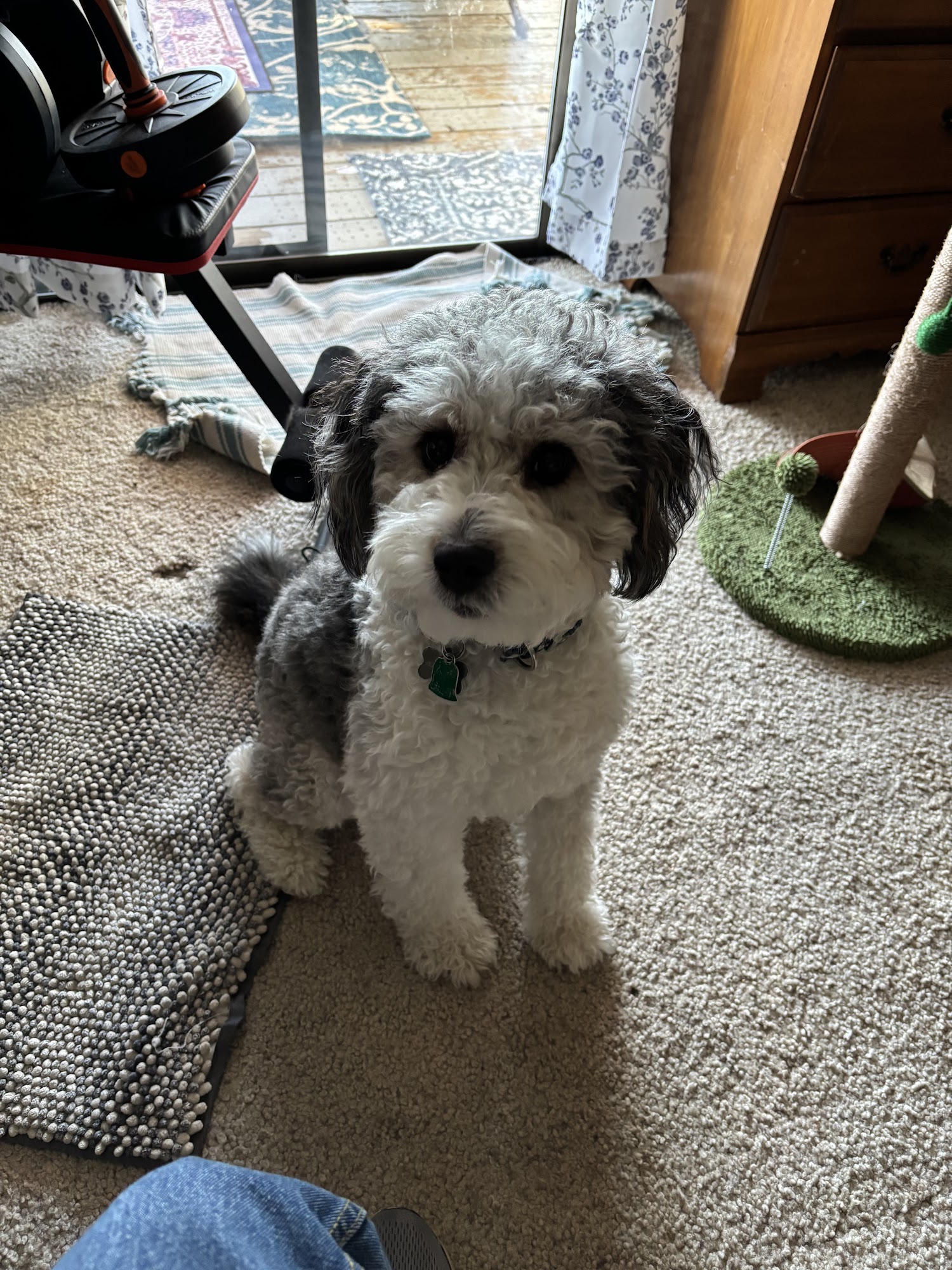 Georgetown Pet Grooming Georgetown