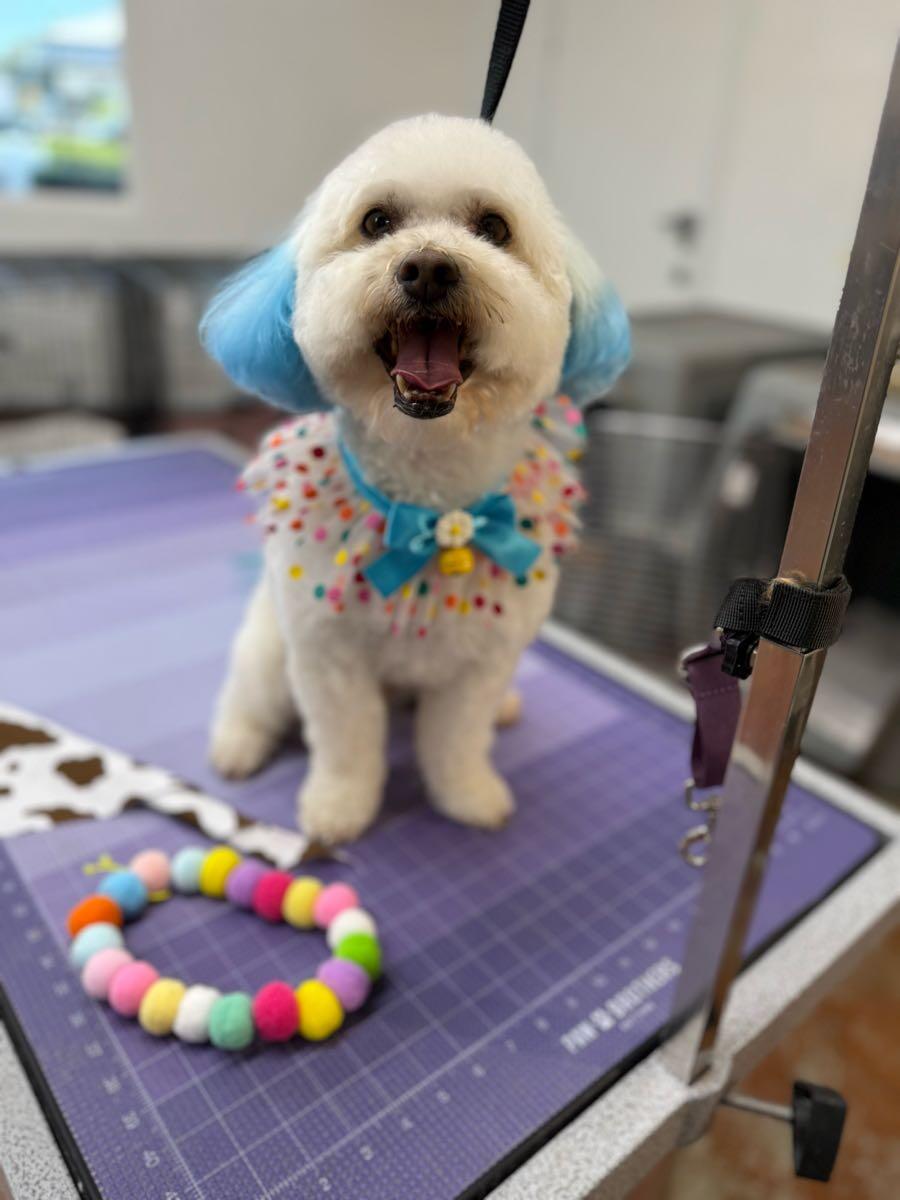 Sassy Pooch & Kitty Too Gilroy