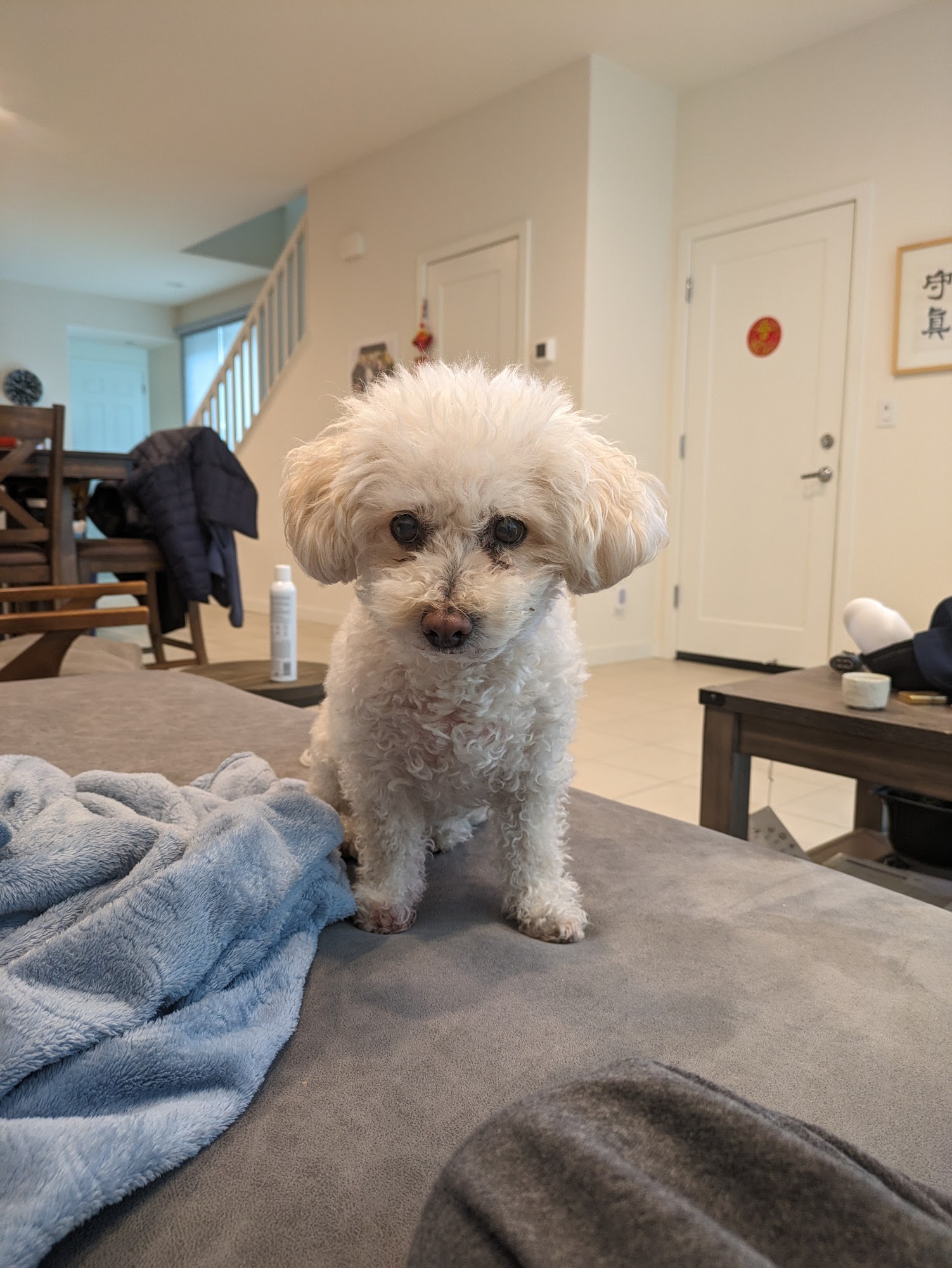 Gilroy Veterinary Hospital Gilroy