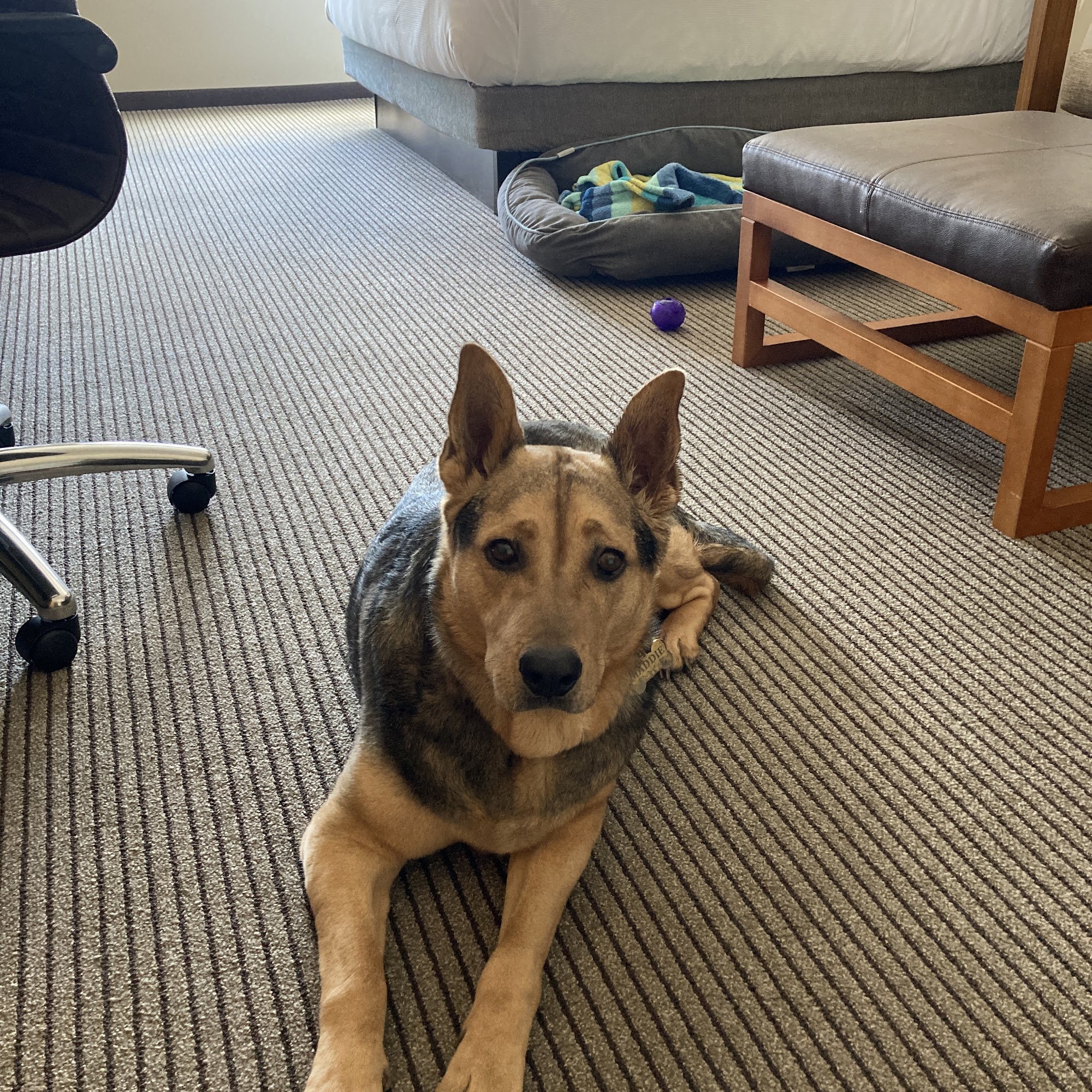 Gilroy Veterinary Hospital Gilroy