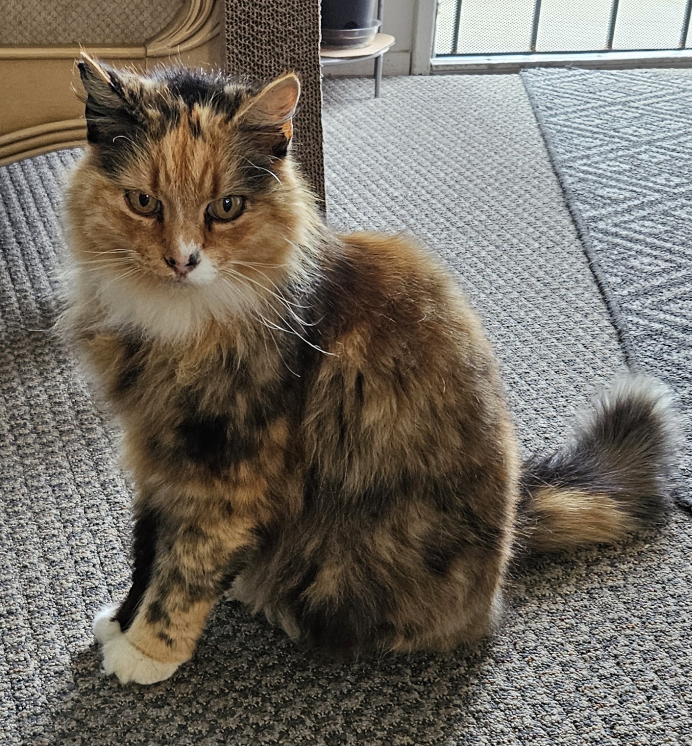 PetsVet Veterinary Hospital Gilroy