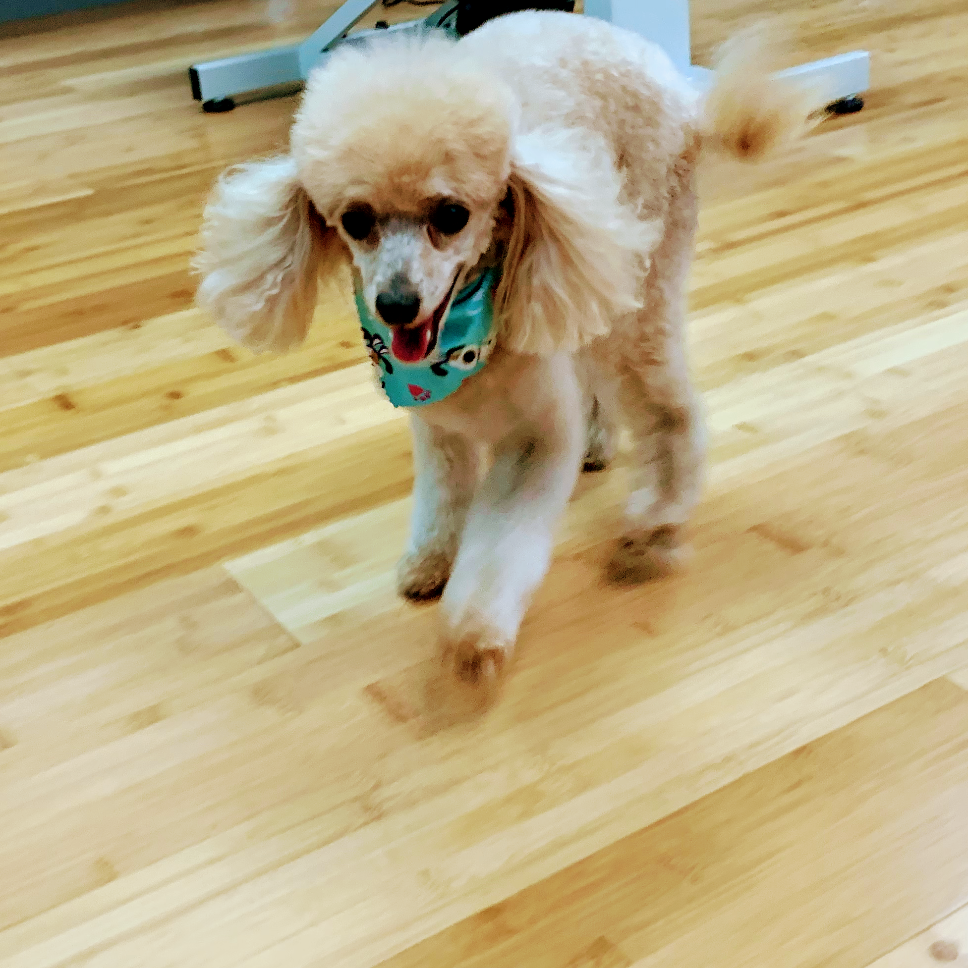 Cali Pet Goodz Gilroy