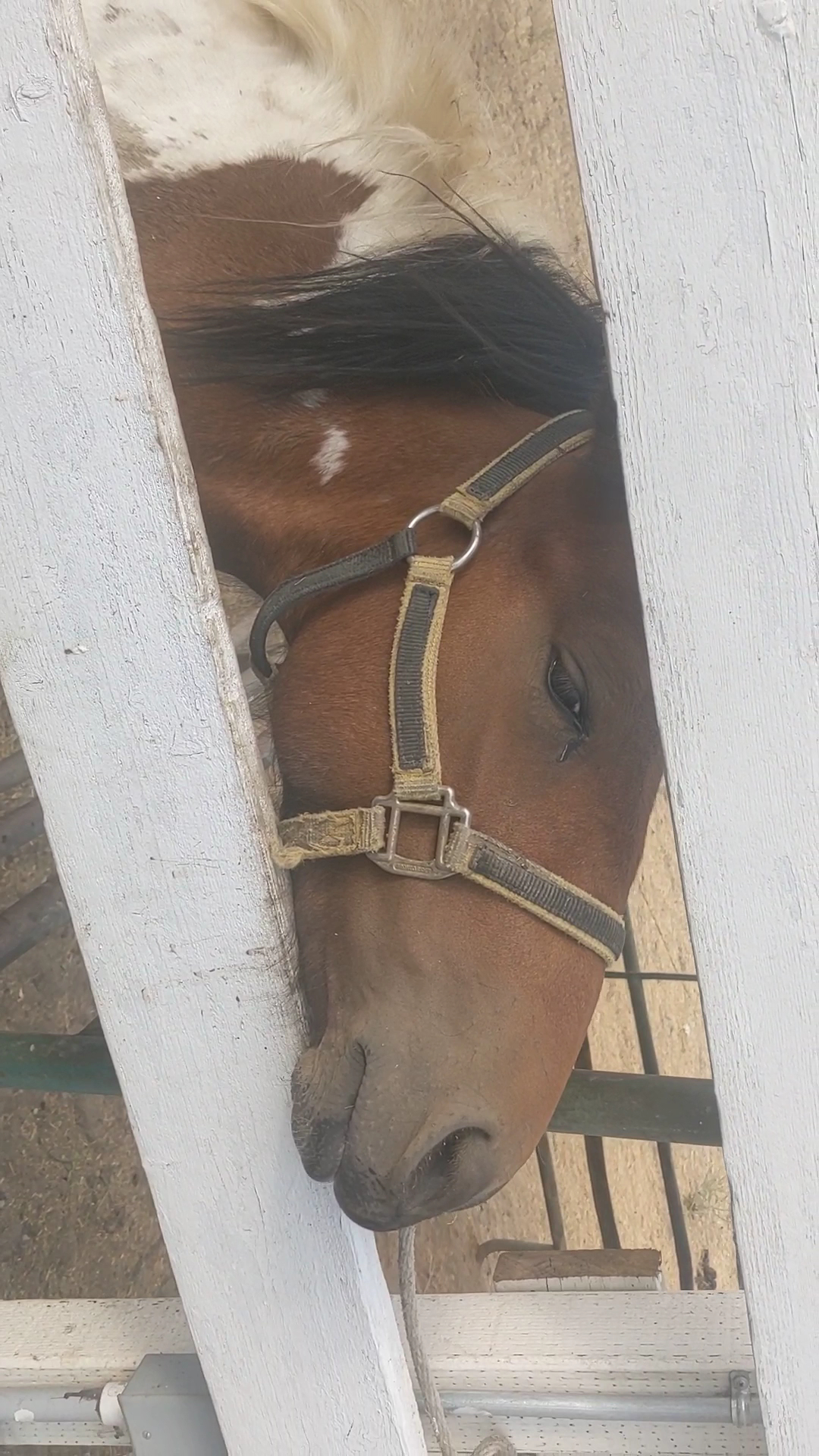 Mamy's Fruit Stand Menu