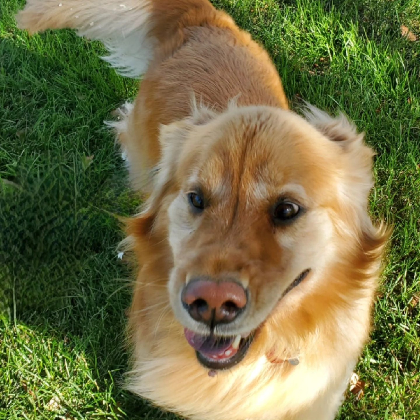 A Happy Pet Tail Gilroy