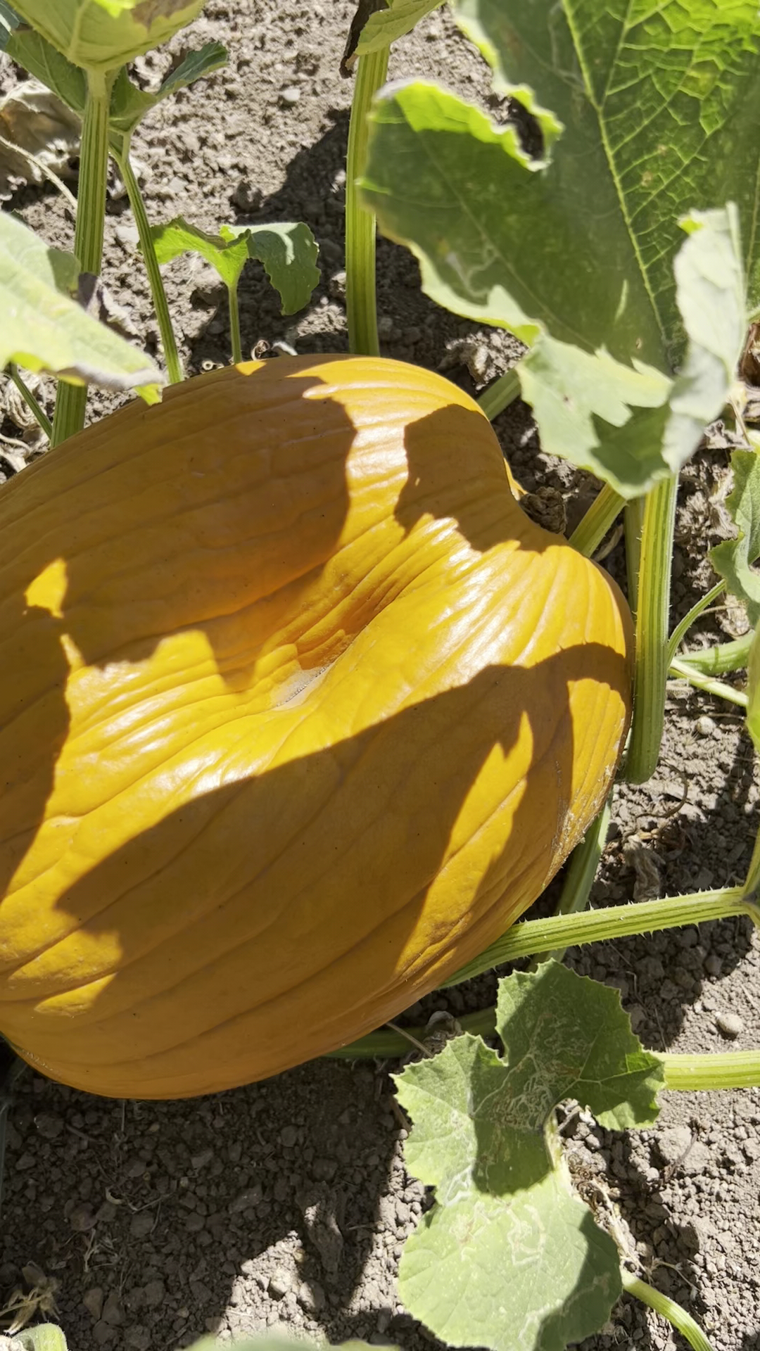 Imagery Estate Winery Glen Ellen