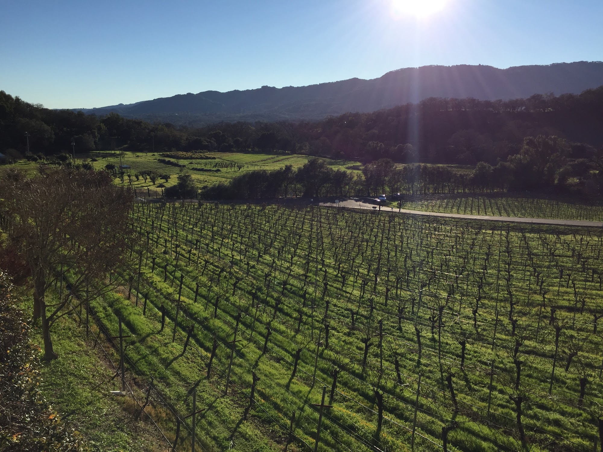 Arrowood Vineyards & Winery Menu