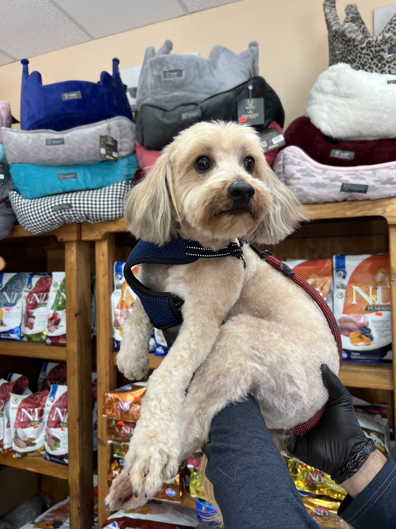 Andy's Pet Grooming & Supplies Glendale