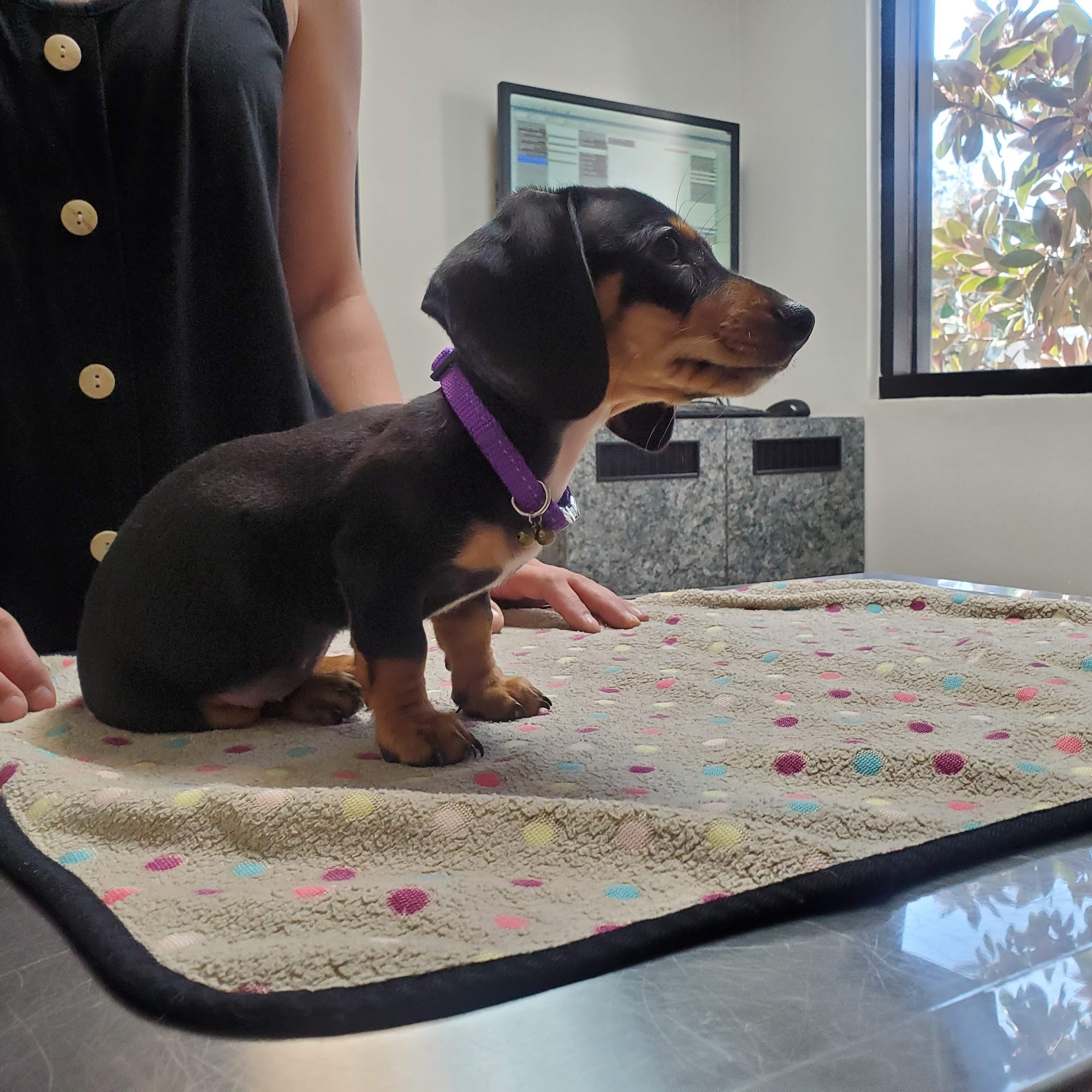 Parkview Pet Clinic, A Thrive Pet Healthcare Partner Glendale