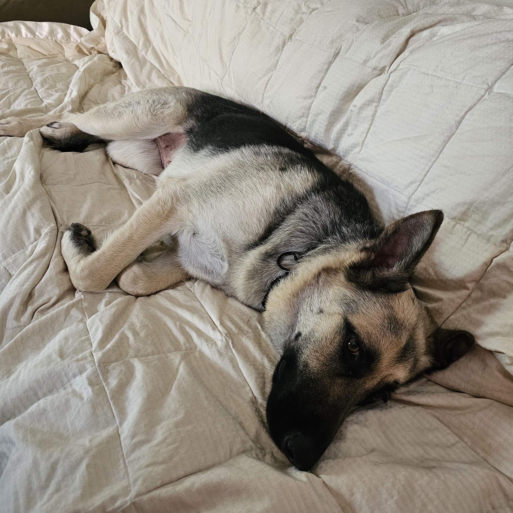 Best care pet clinic Glendale