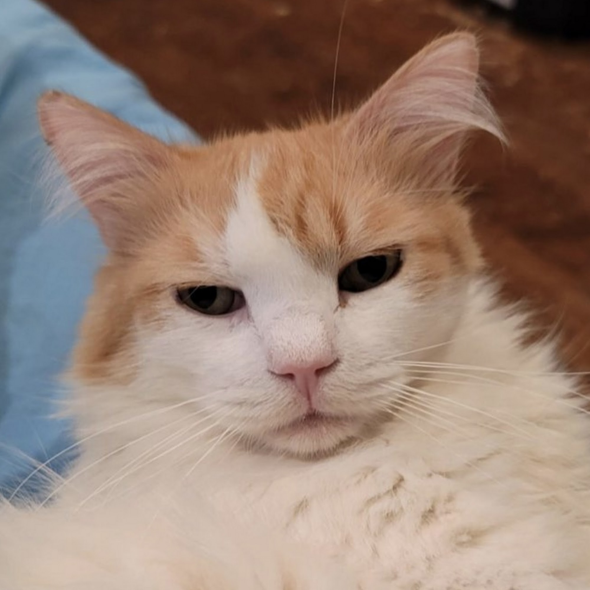 Limehouse Veterinary Clinic Glendale